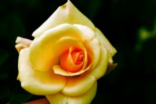 Yellow Gold Rose