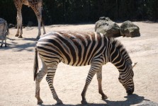 Zebra In Melbourne Zoo
