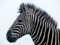 Zebra Portrait Close Up