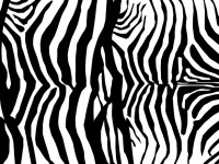 Zebra Skin Print Pattern