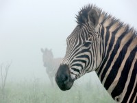 Zebras In Mist