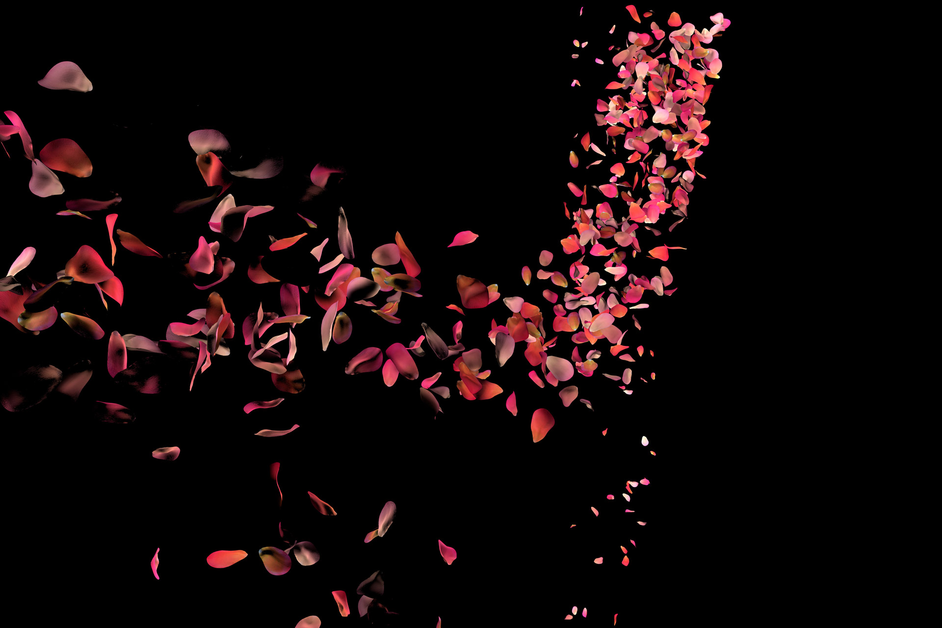 storm of rose petals