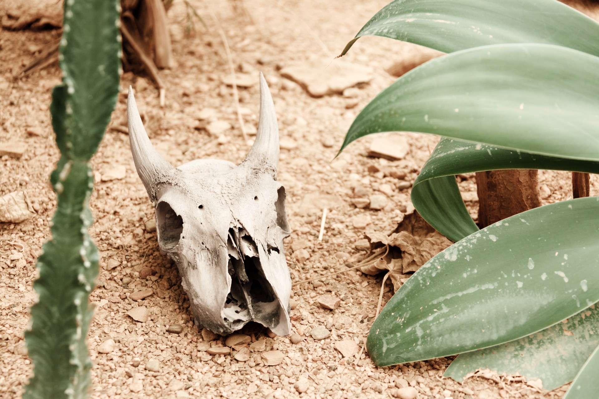Animal Skull In Desert