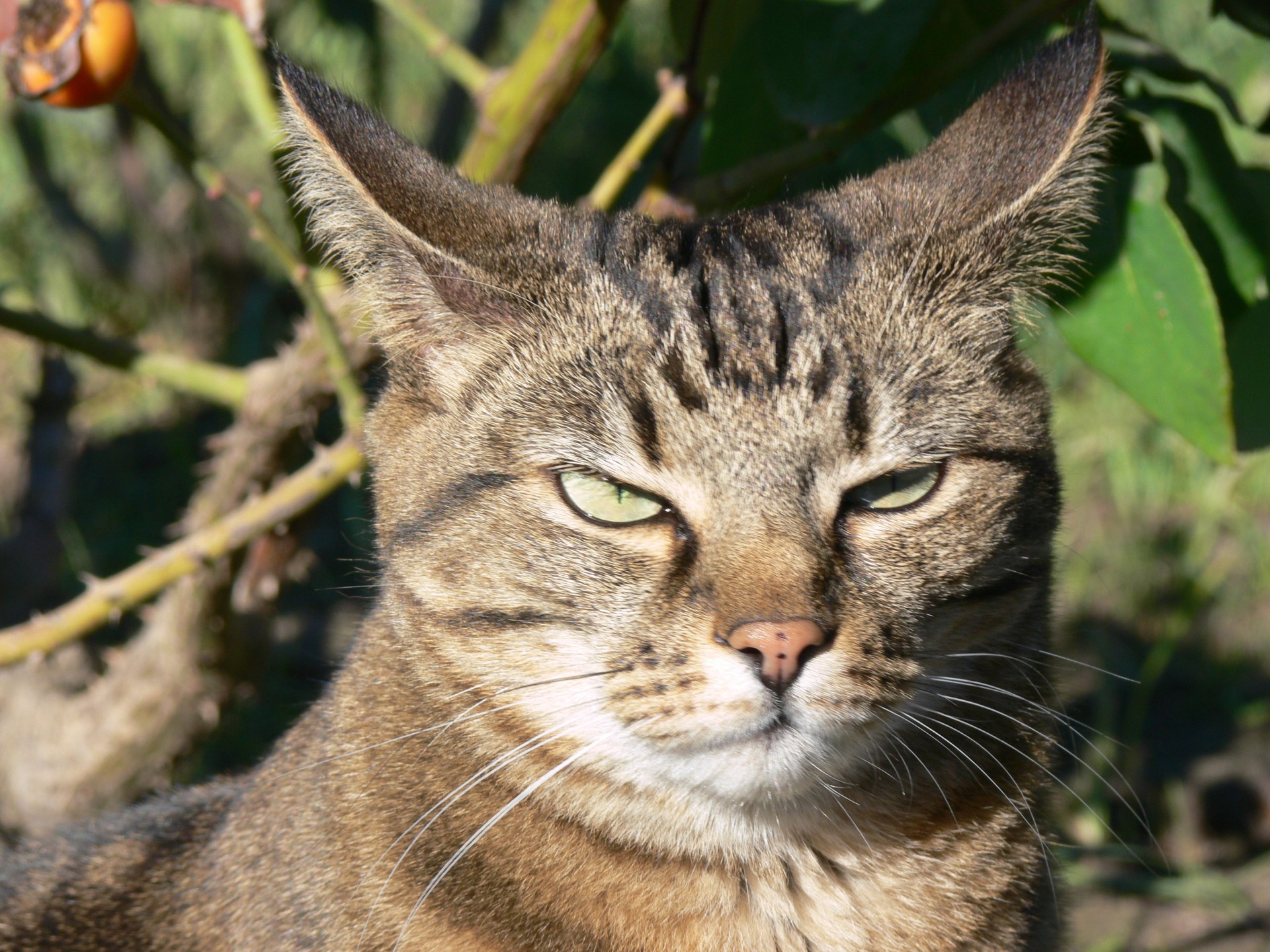 Annoyed Tabby Cat