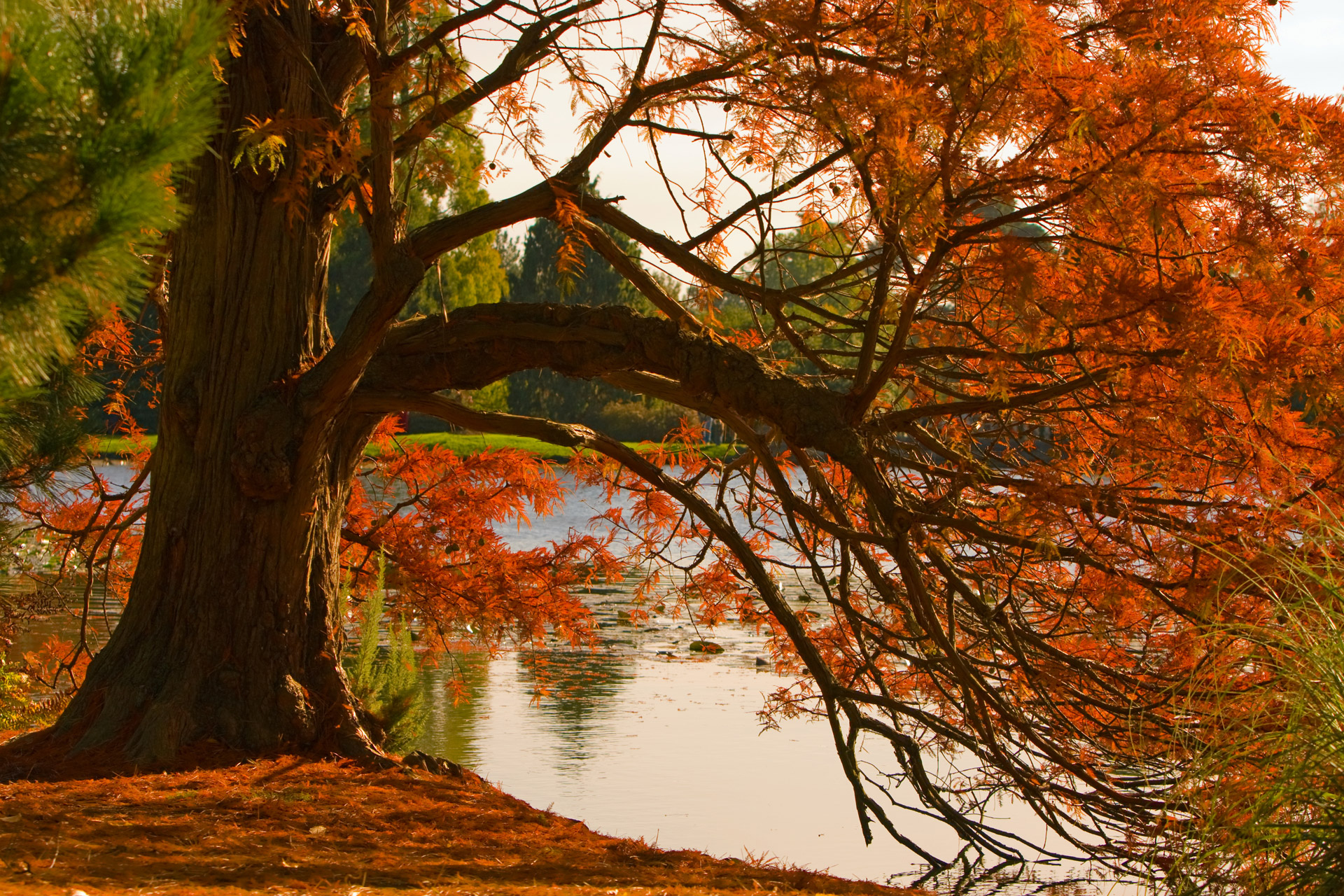 Beautiful autumn tree by the water