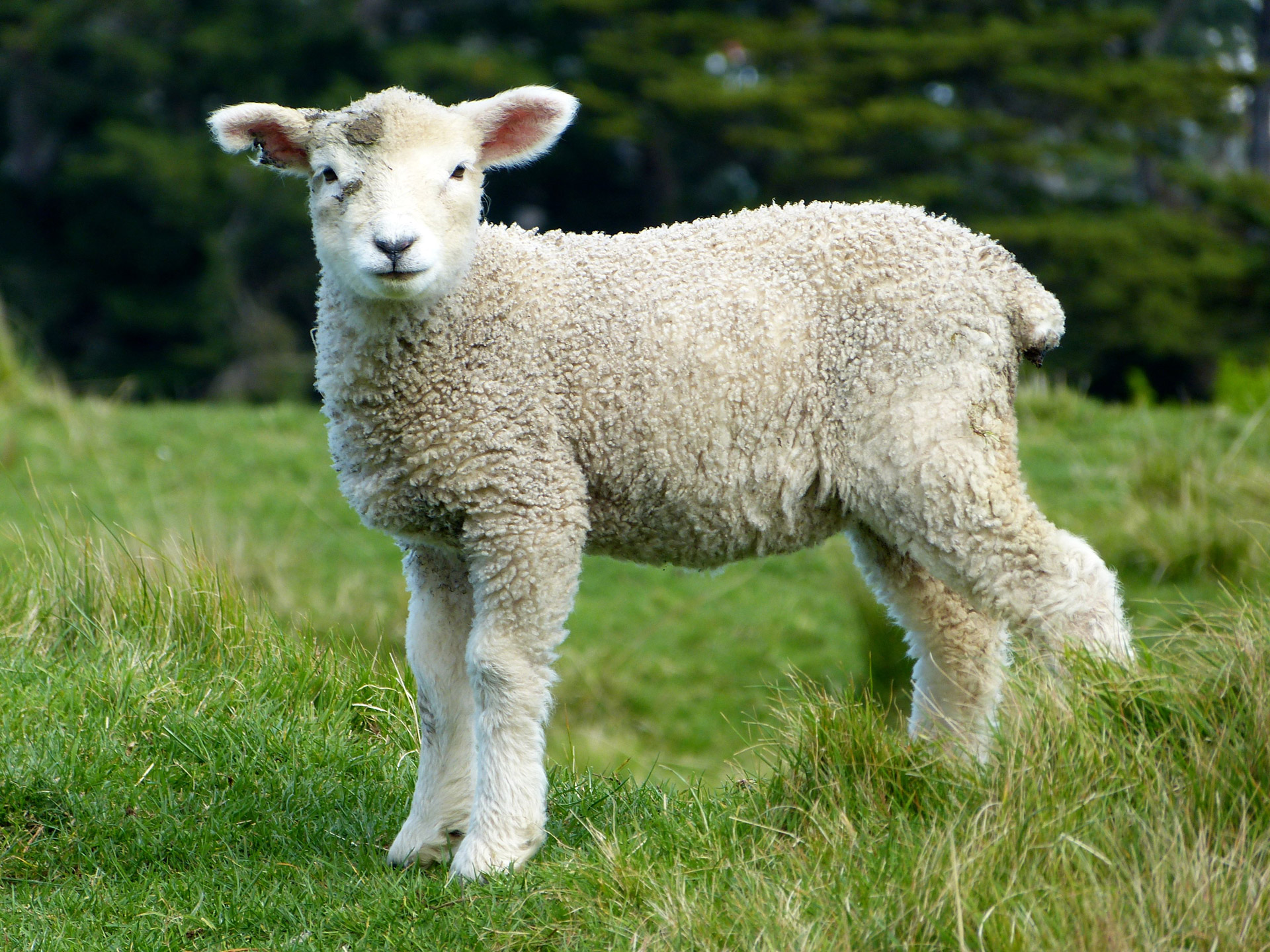 baby sheep in New Zealand
