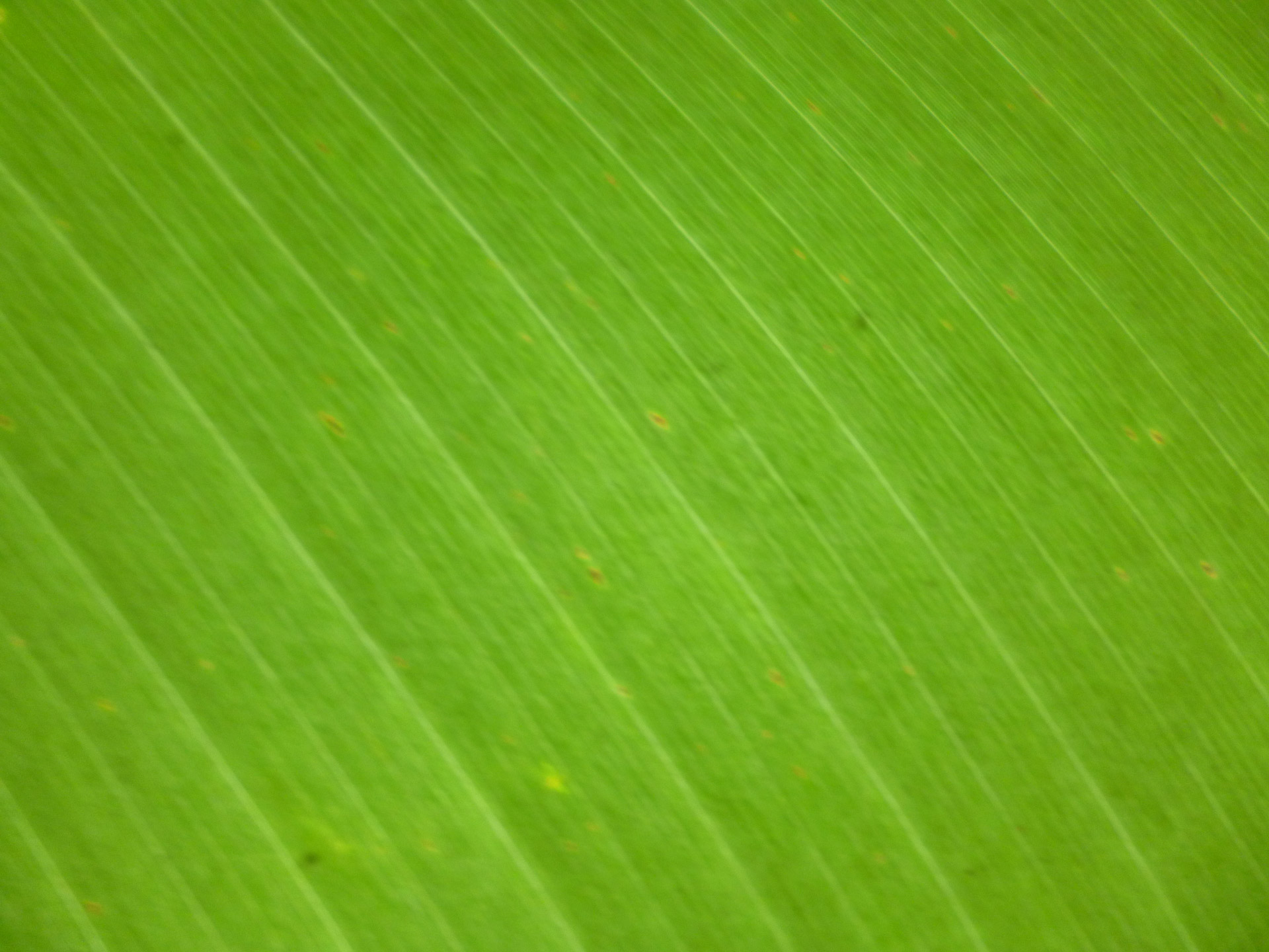 Banana Leaf Green Background