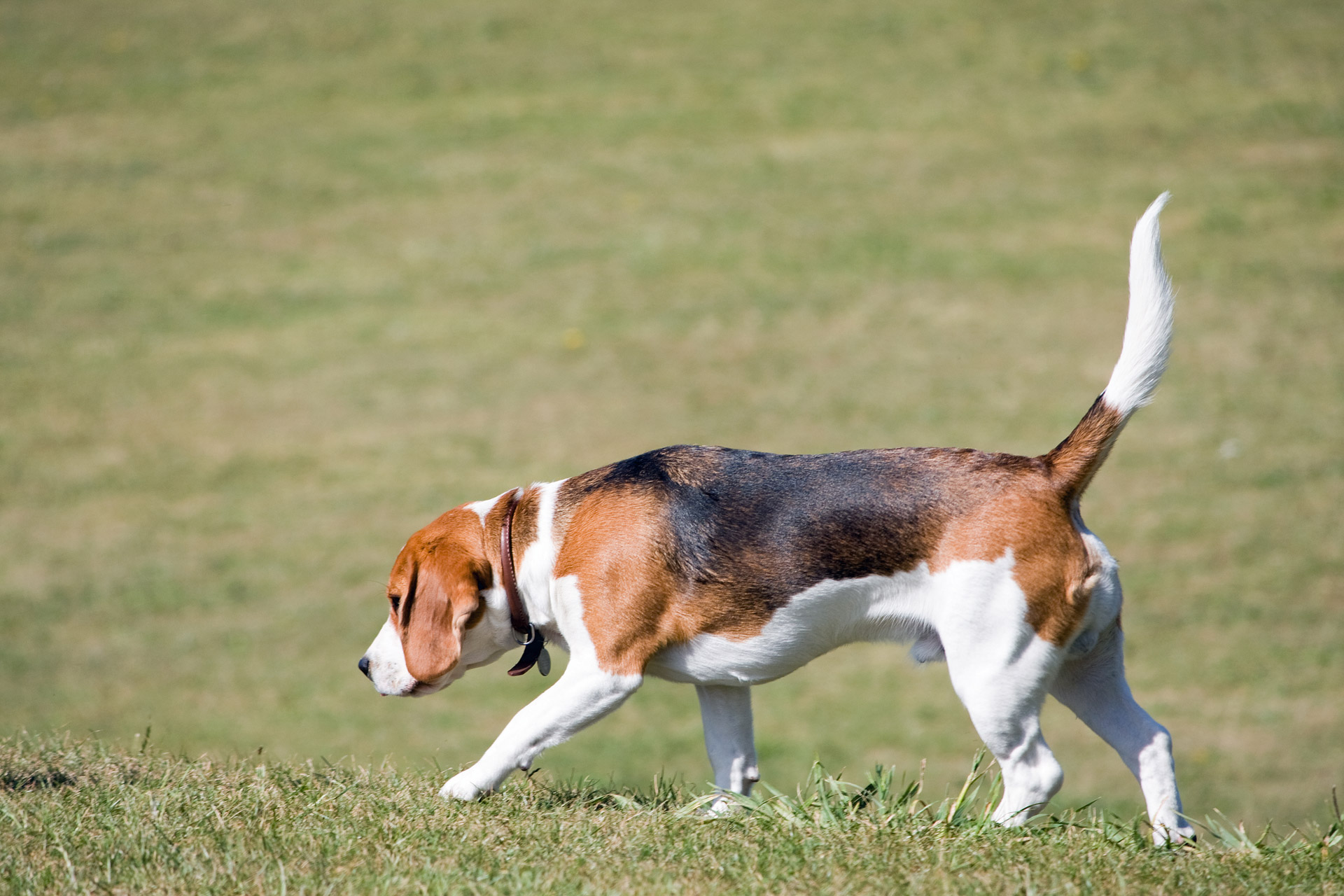 Profile image of a beagle dog walking on the green grass