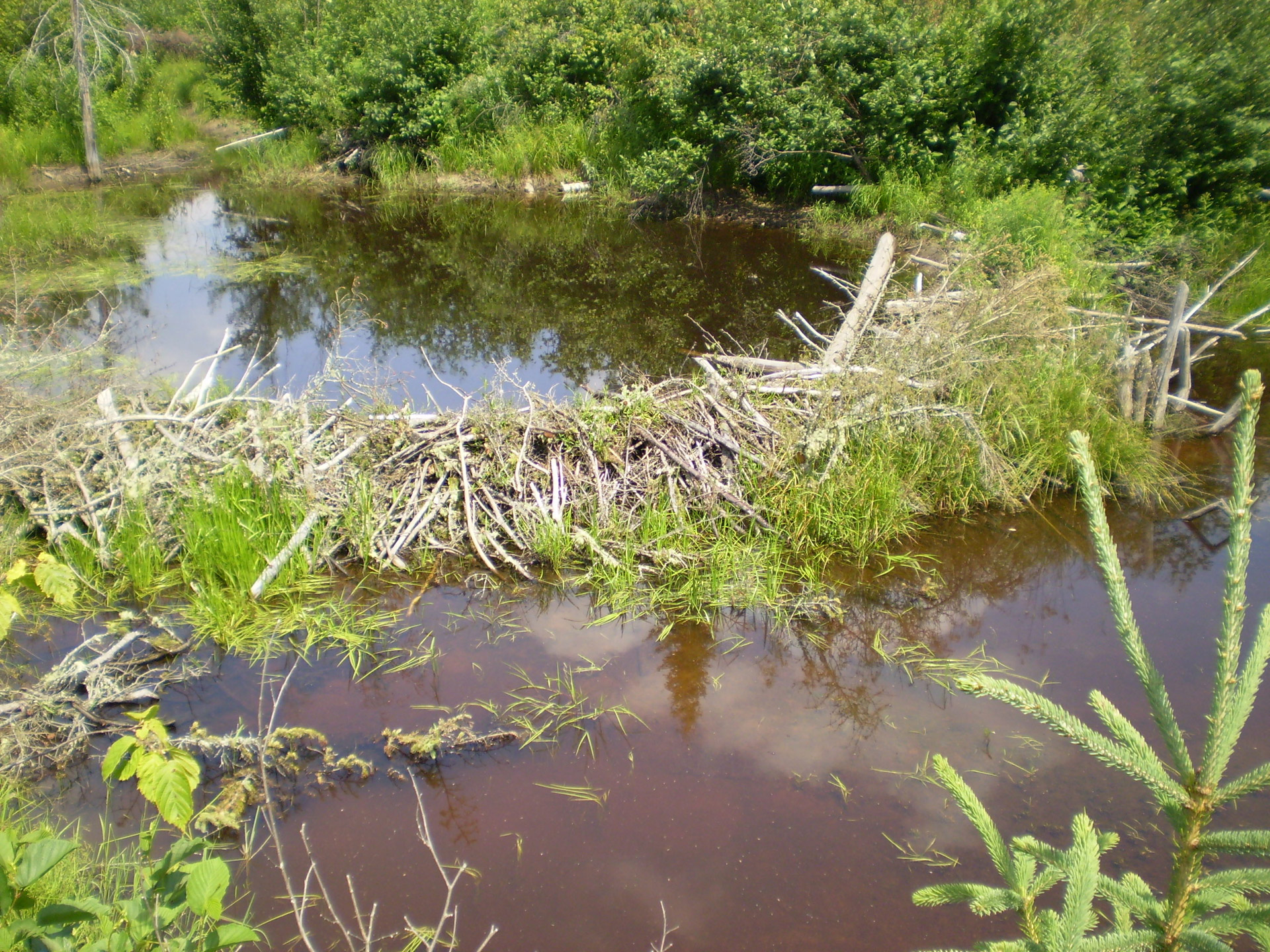 Beaver Dam Free Stock Photo - Public Domain Pictures