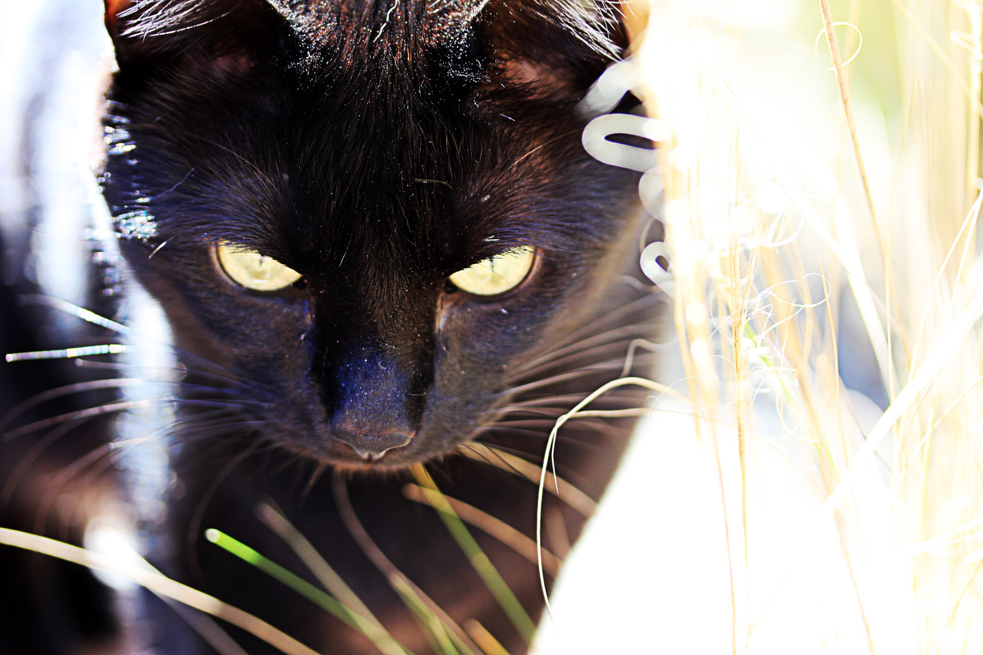 Black Cat In The Brush