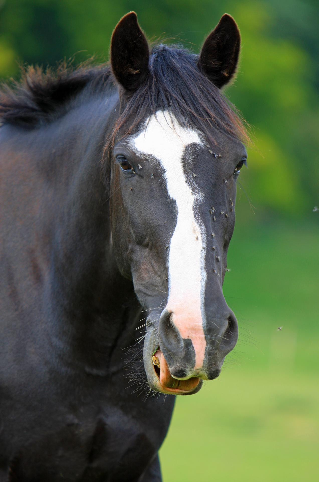 Black Horse Head Free Stock Photo 