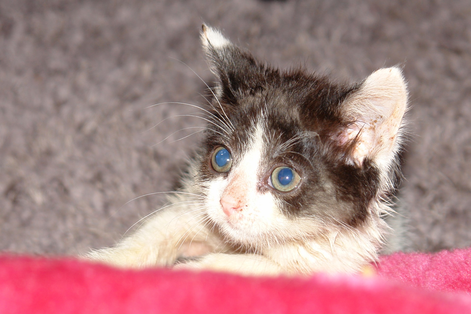 Kitten with bright blue eyes