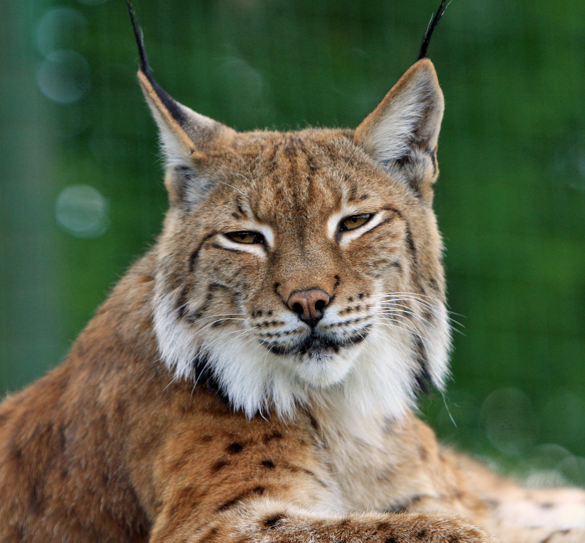 Close-up portrait of a beautiful bobcat or lynx head