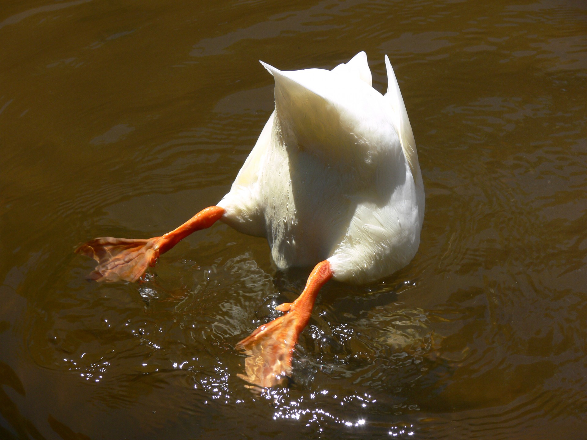 White duck diving in pond
