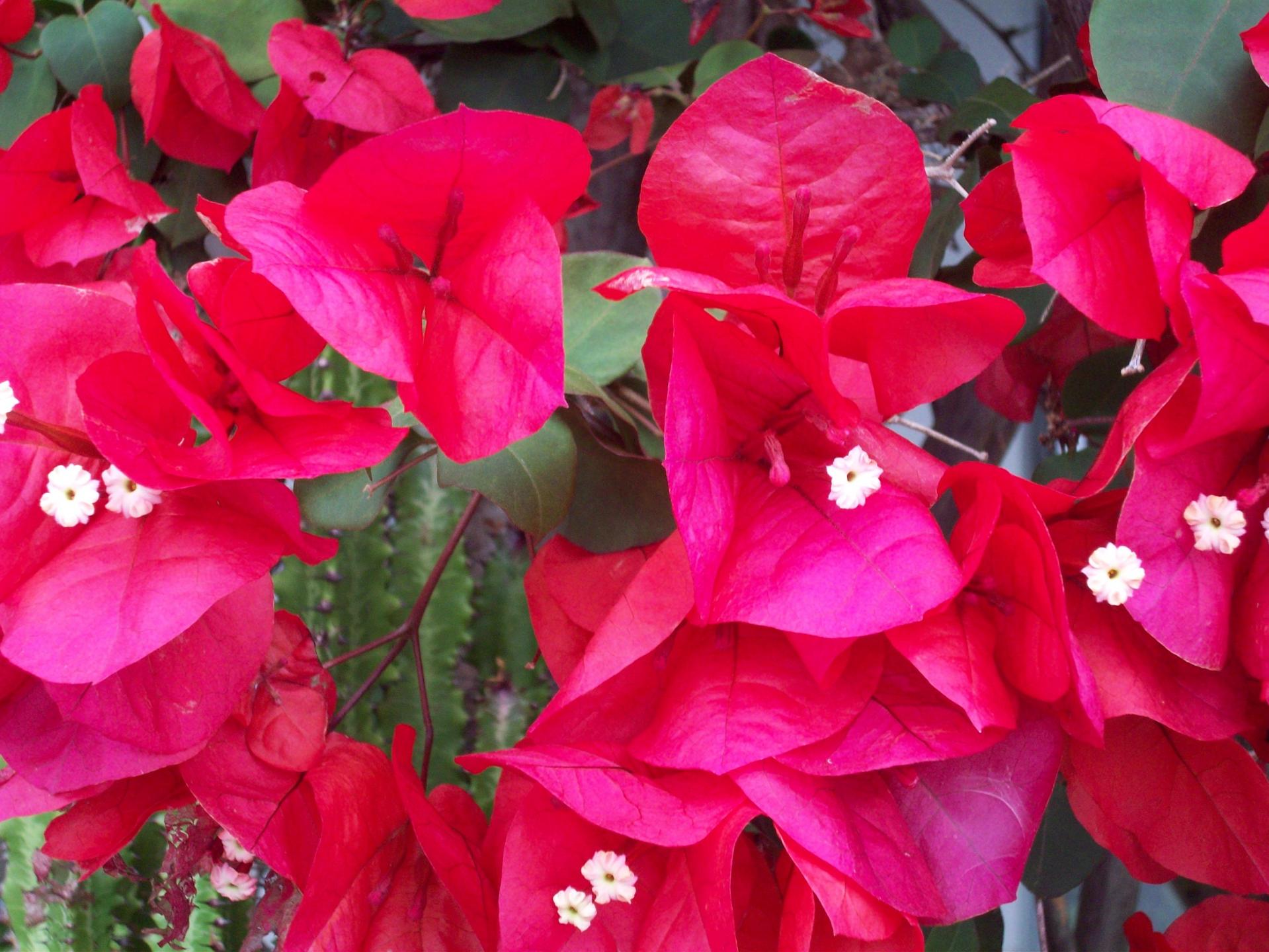 Close up photo of Bougainvillea Flower