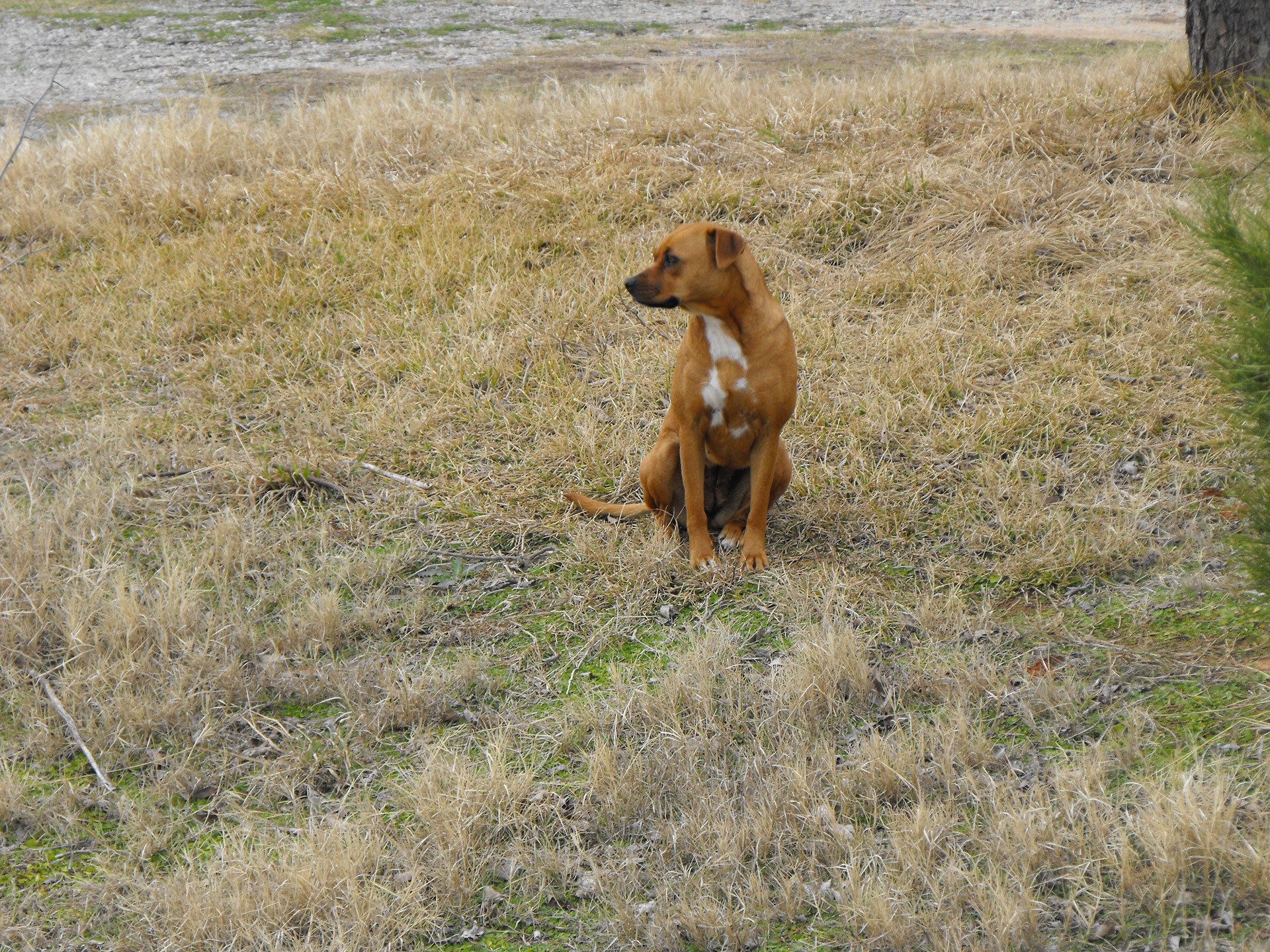 A brown dog sitting in the grass.