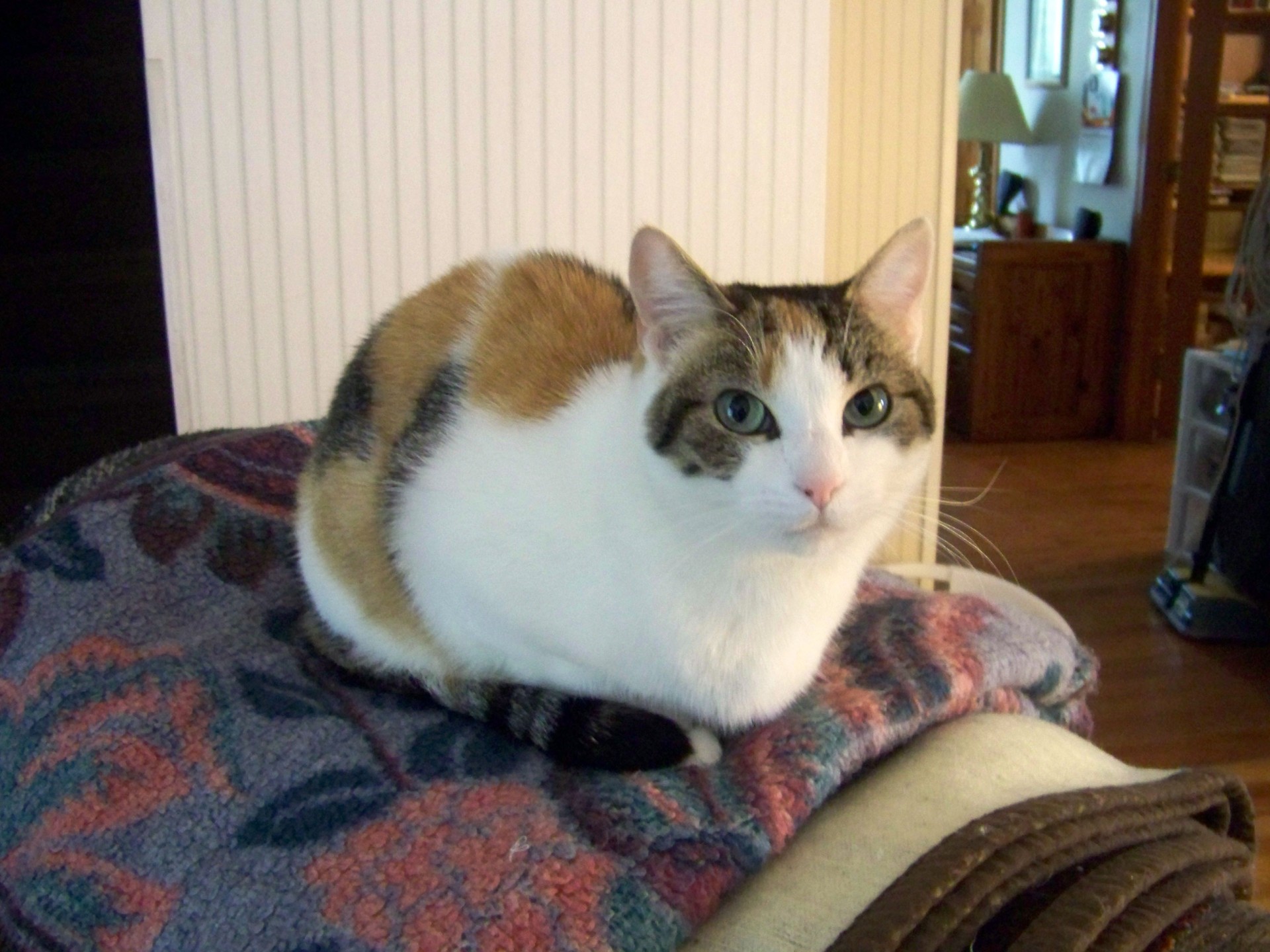 Calico Cat On Chair