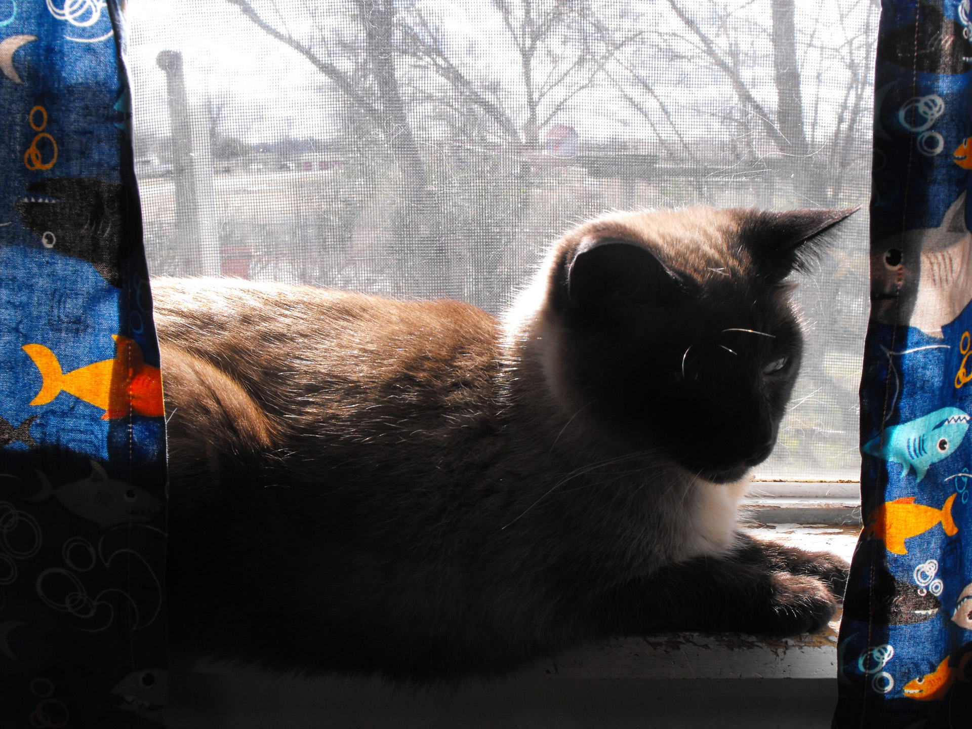 Cat On Windowsill