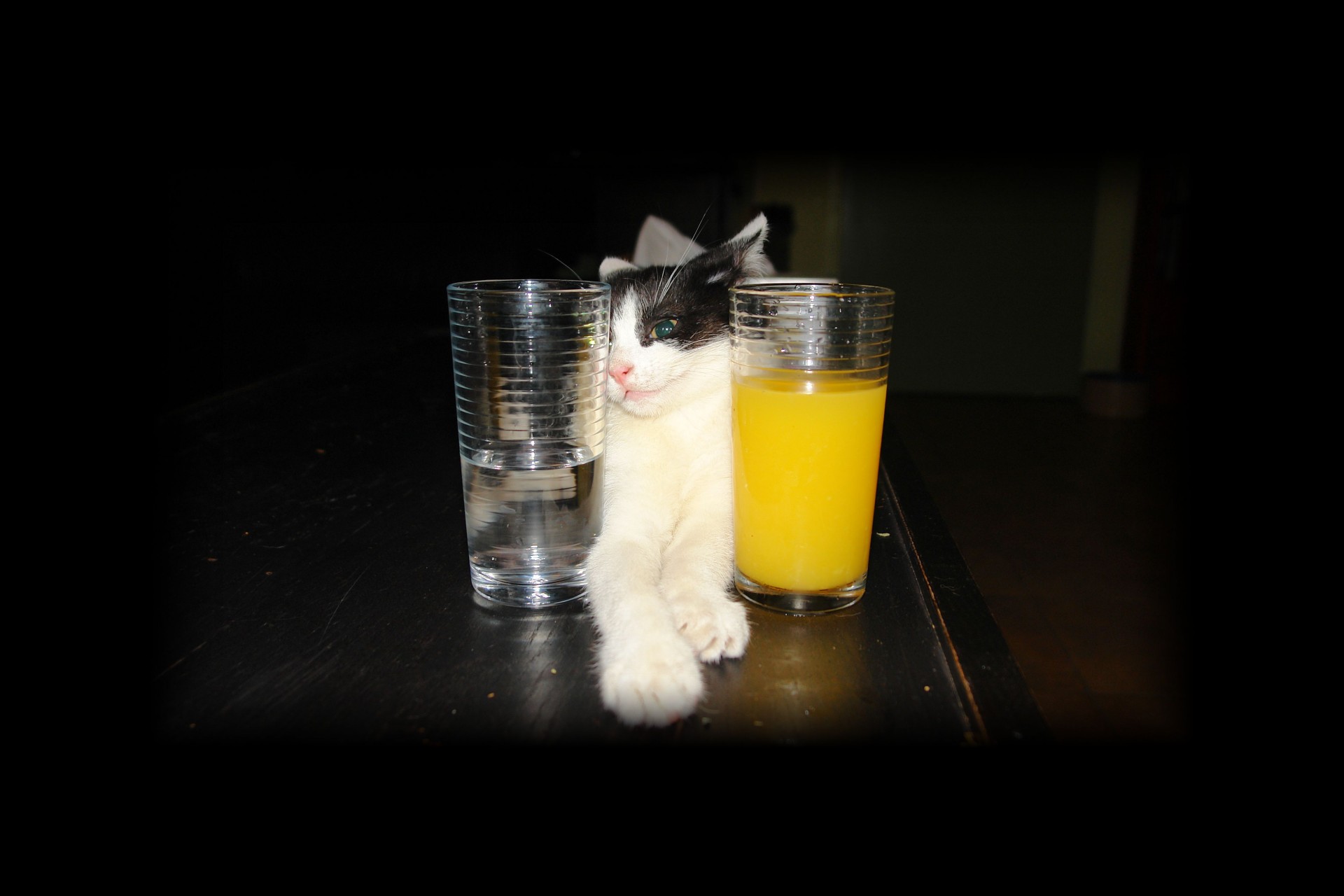 Cat and two glasses of drinks she offer (it looks like that)