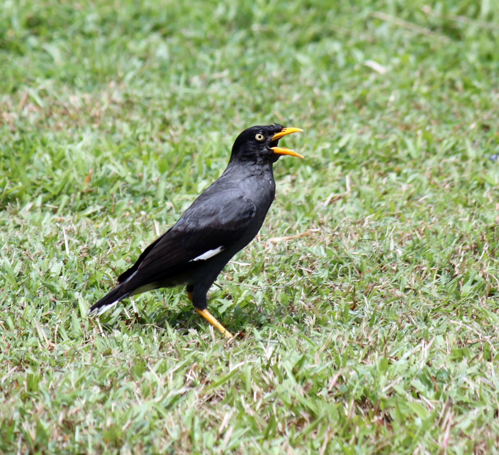 Crested Myna Shot From Singapore
