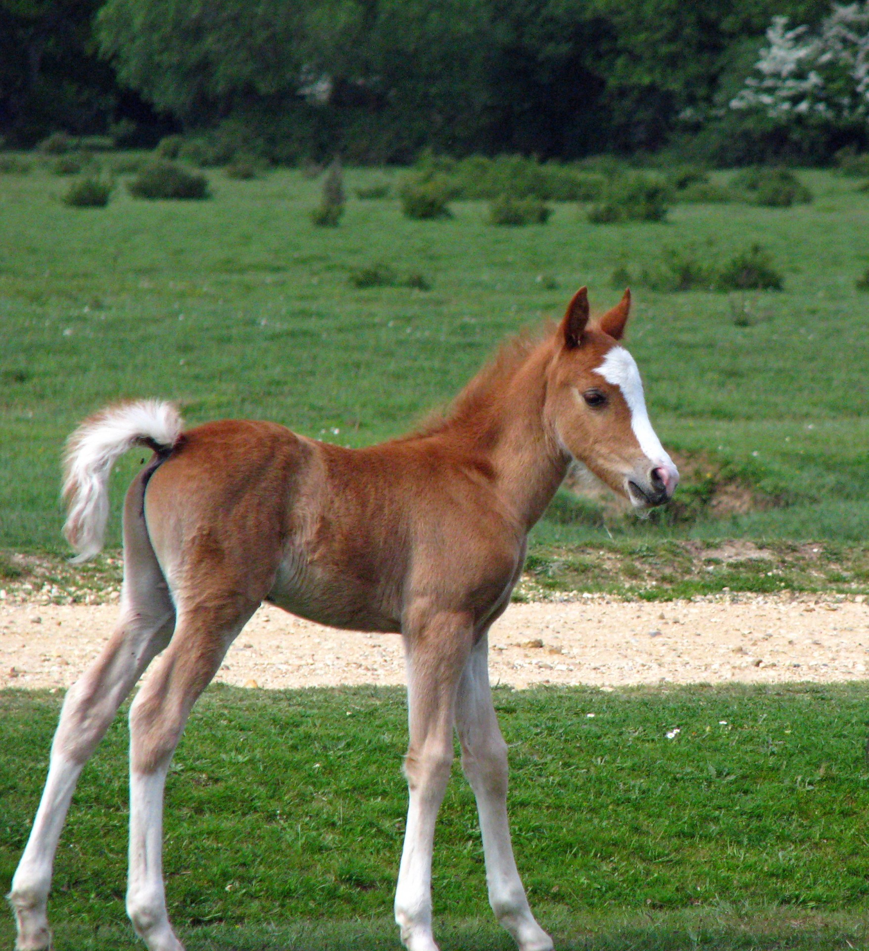 Cute baby horse, foal
