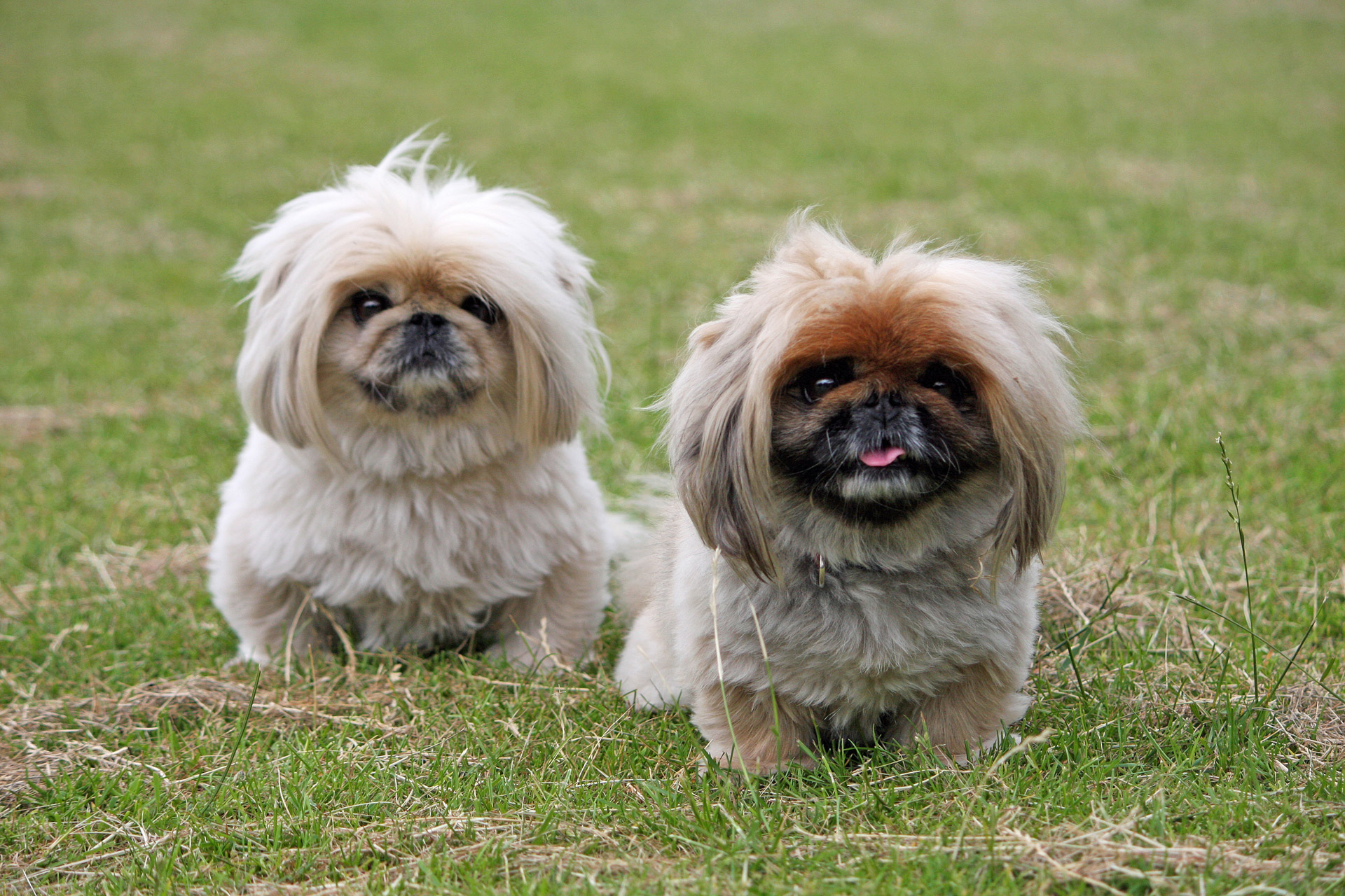 Two cute little pekingese dogs sitting on the green grass