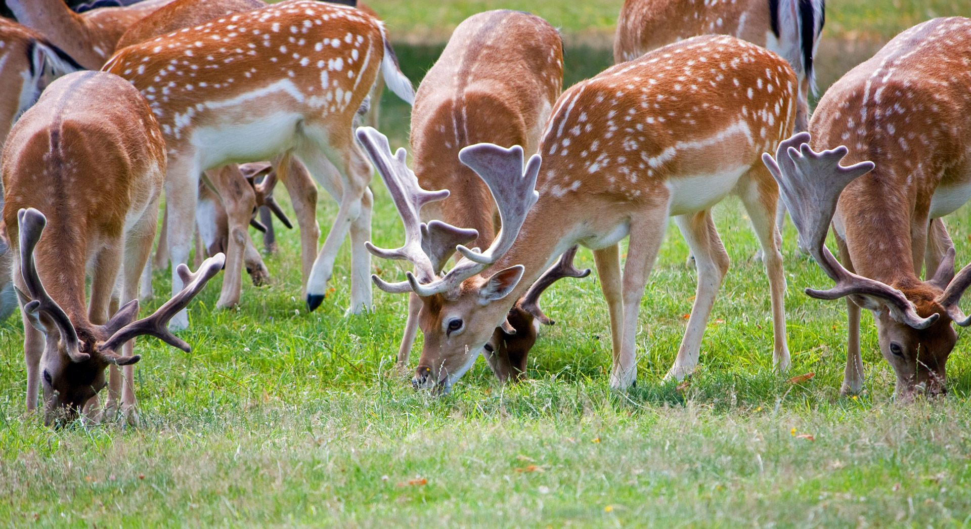 Deer Herd Close-up