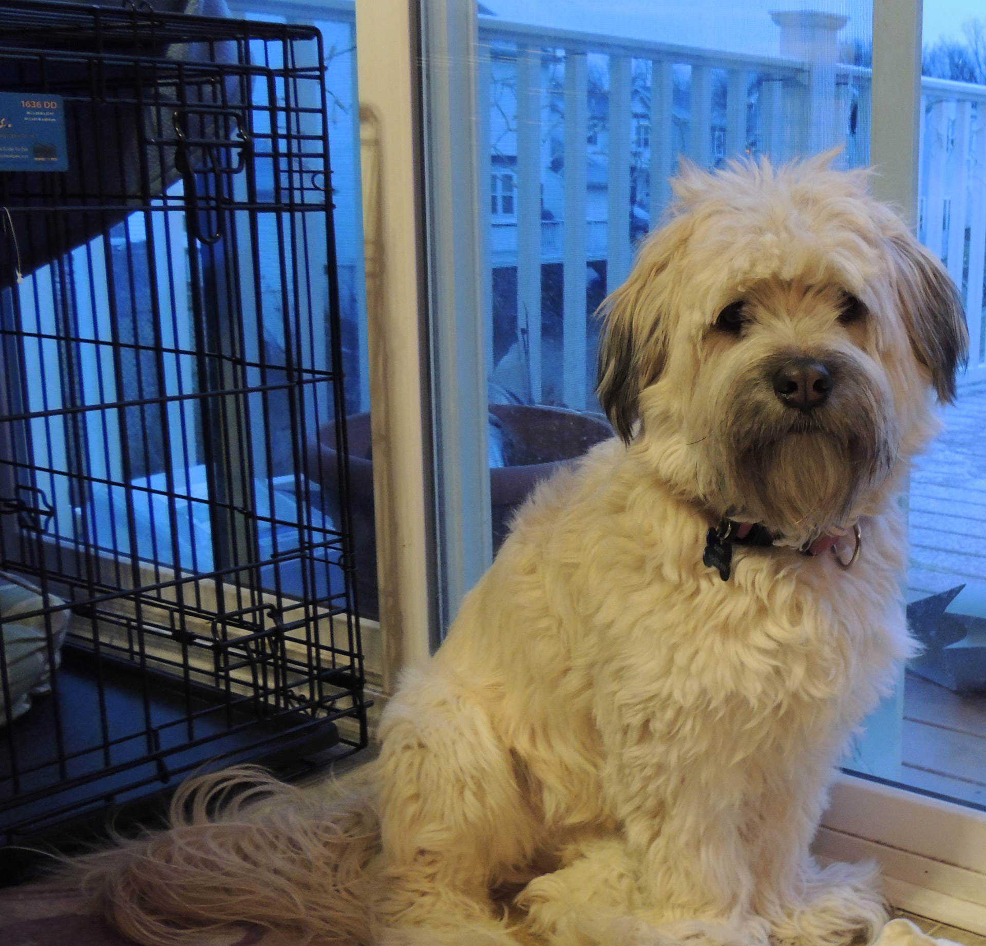 Maddy the wheaten terrier mix