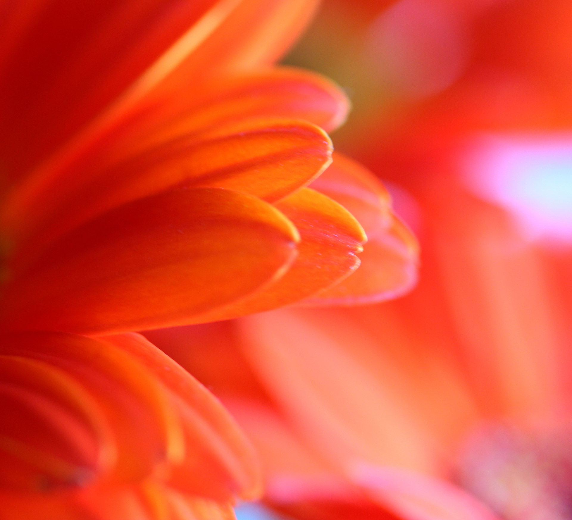 Dreamy Floral Background Free Stock Photo - Public Domain Pictures