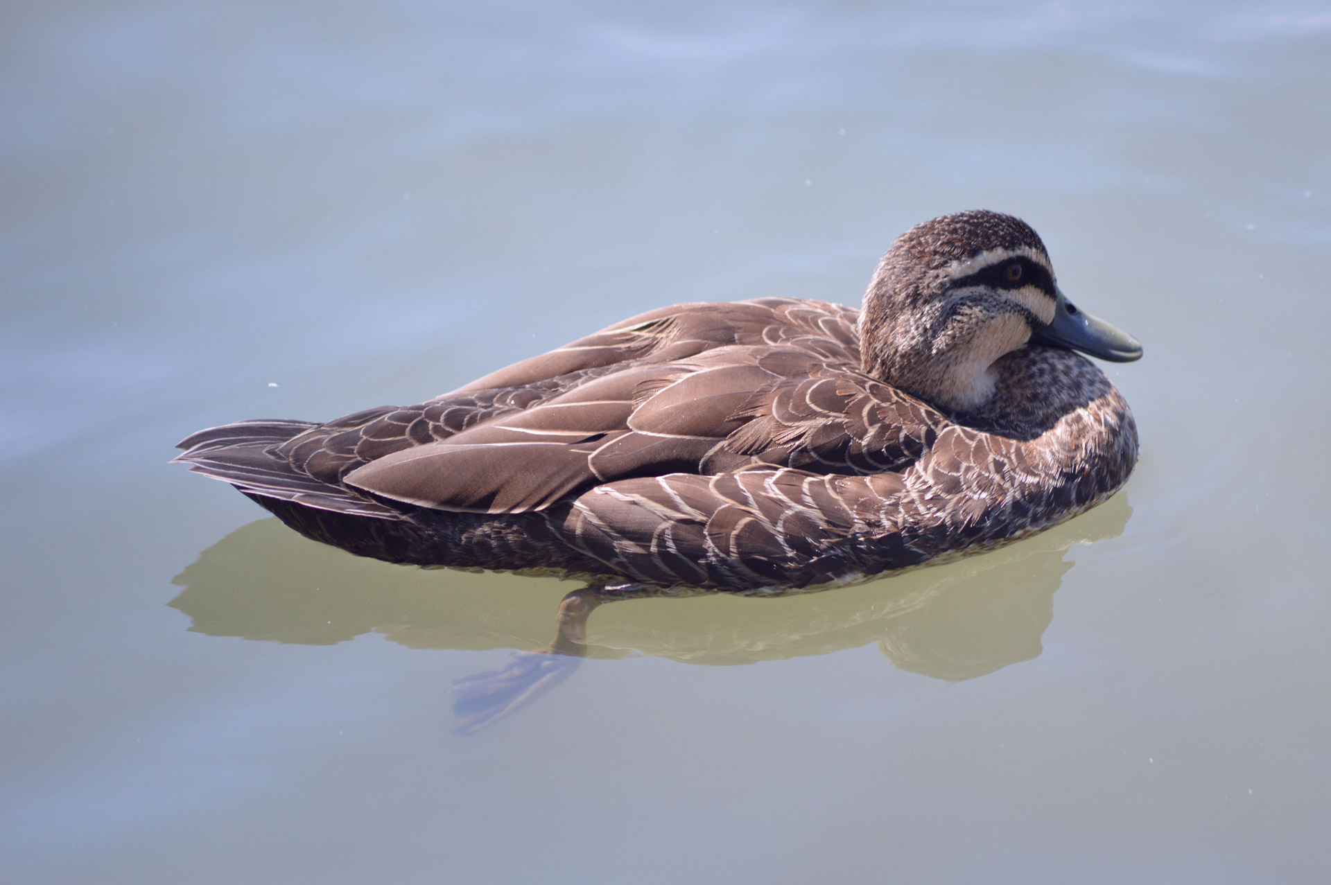 Duck posing for food in calm water Australia
