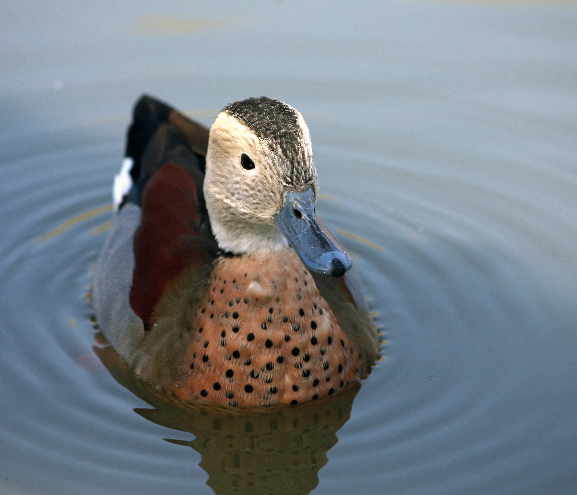 Duck Ringed Teal Free Stock Photo - Public Domain Pictures