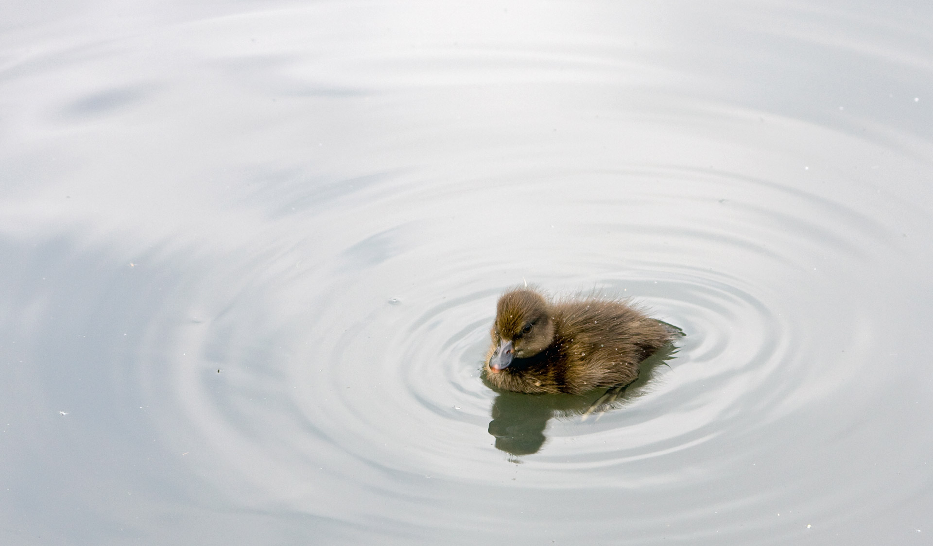 Duckling On The Water