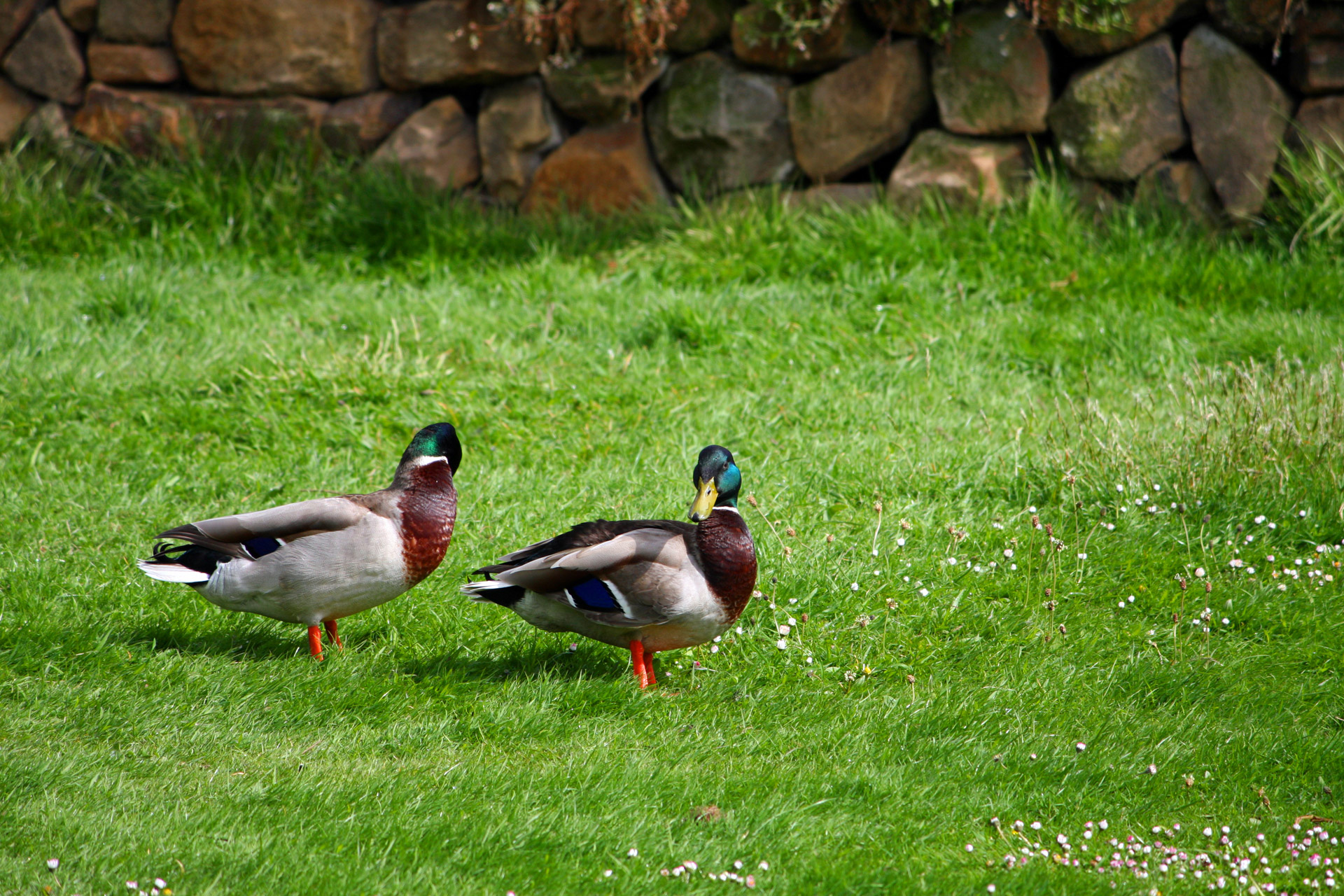 Ducks On Grass