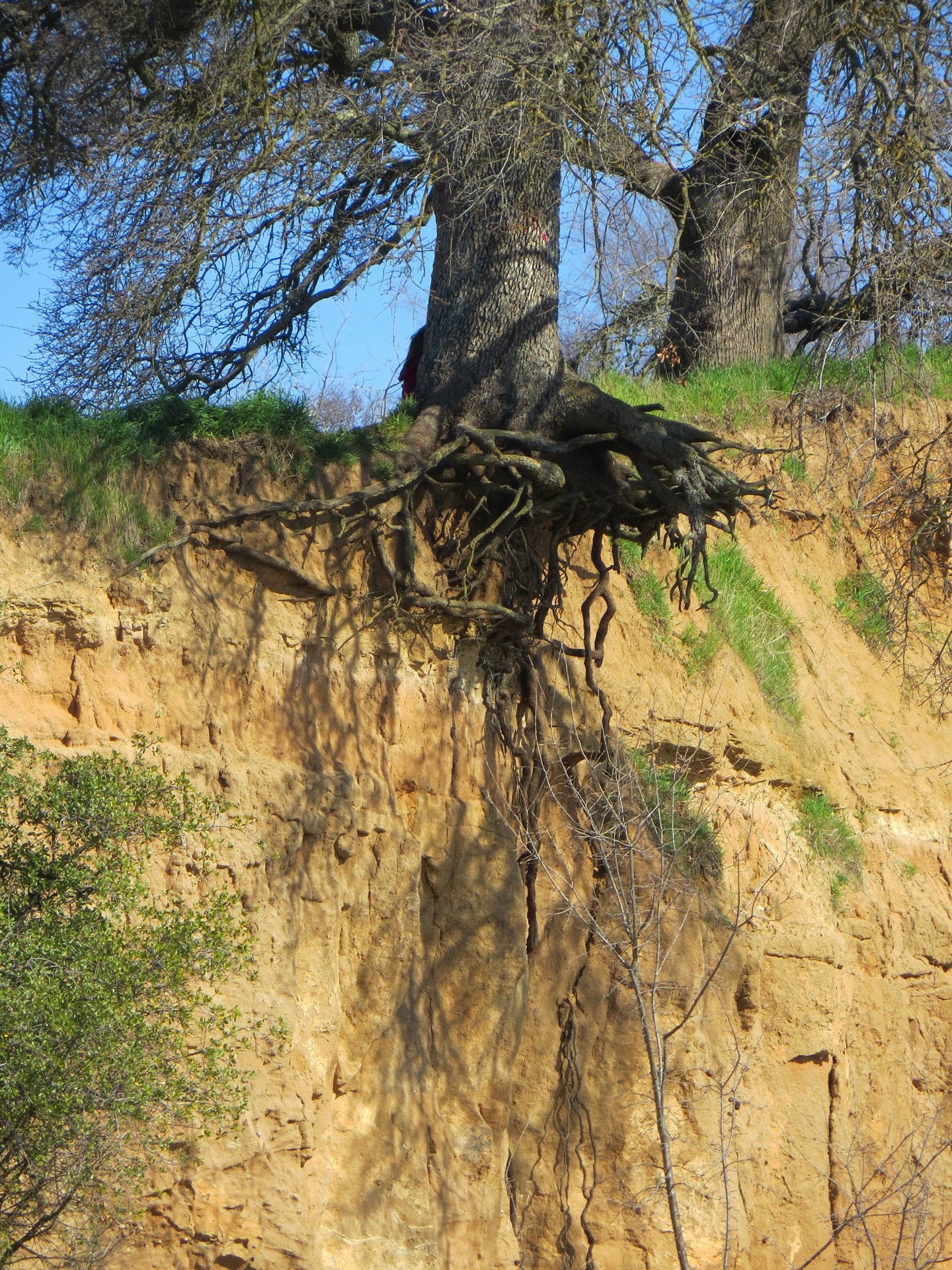 Erosion exposes tree roots; Fair Oaks Bluffs, California