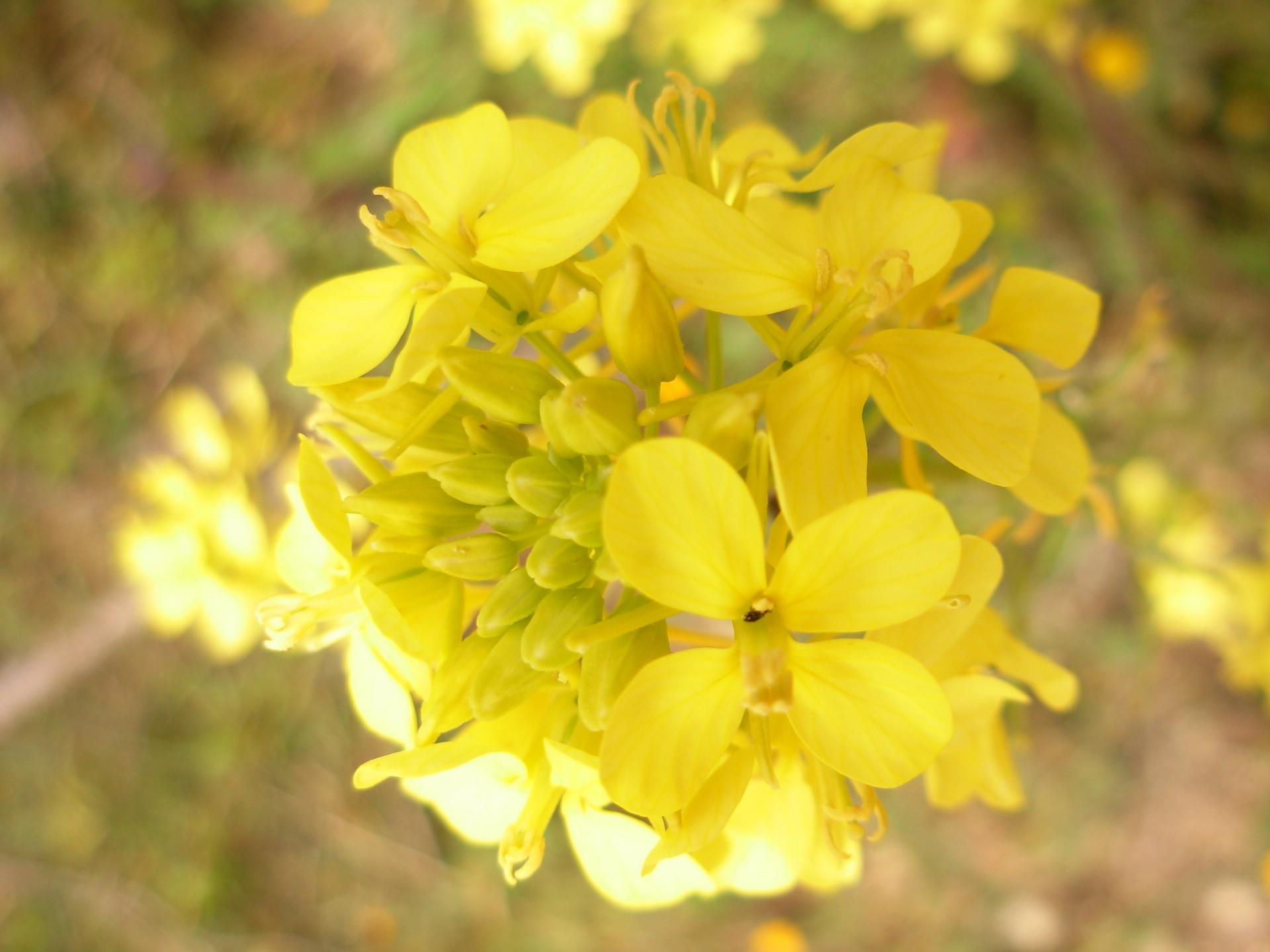Flowers Of Mustard