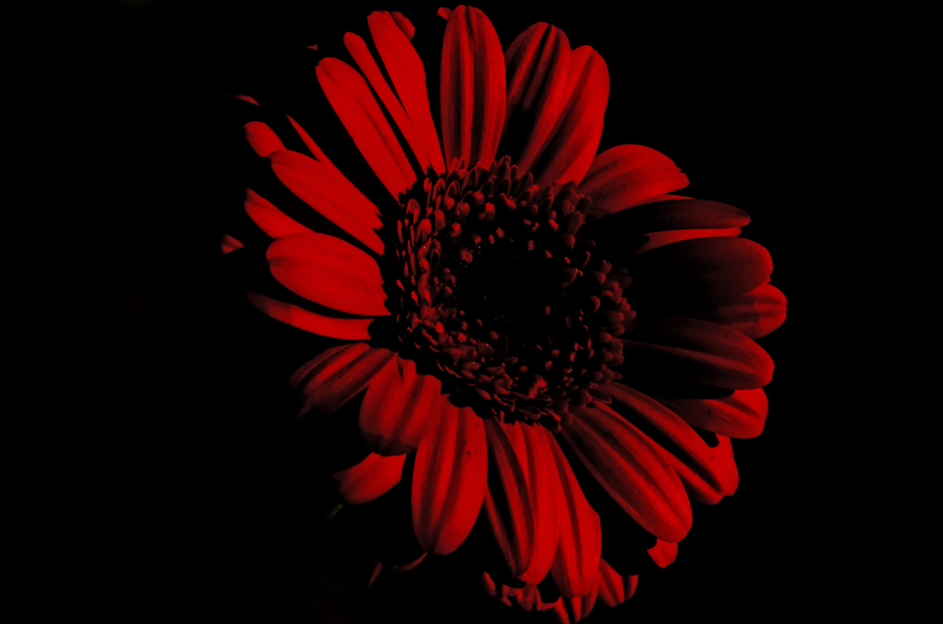 Flower On The Black Background Free Stock Photo - Public Domain Pictures