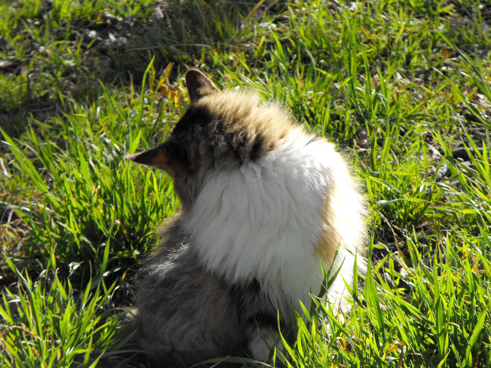 Fluffy Calico Cat