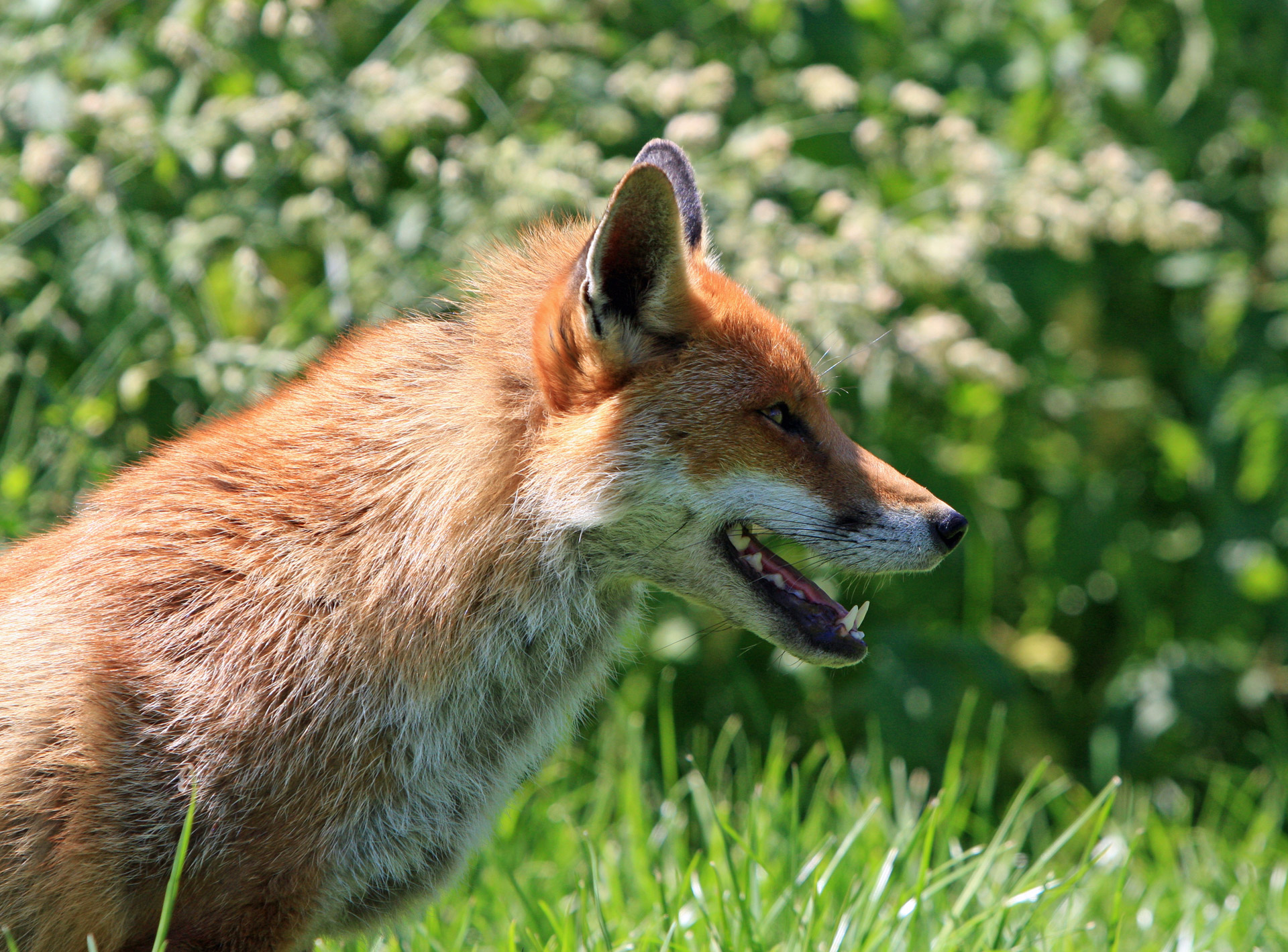 Portrait of a red fox close-up