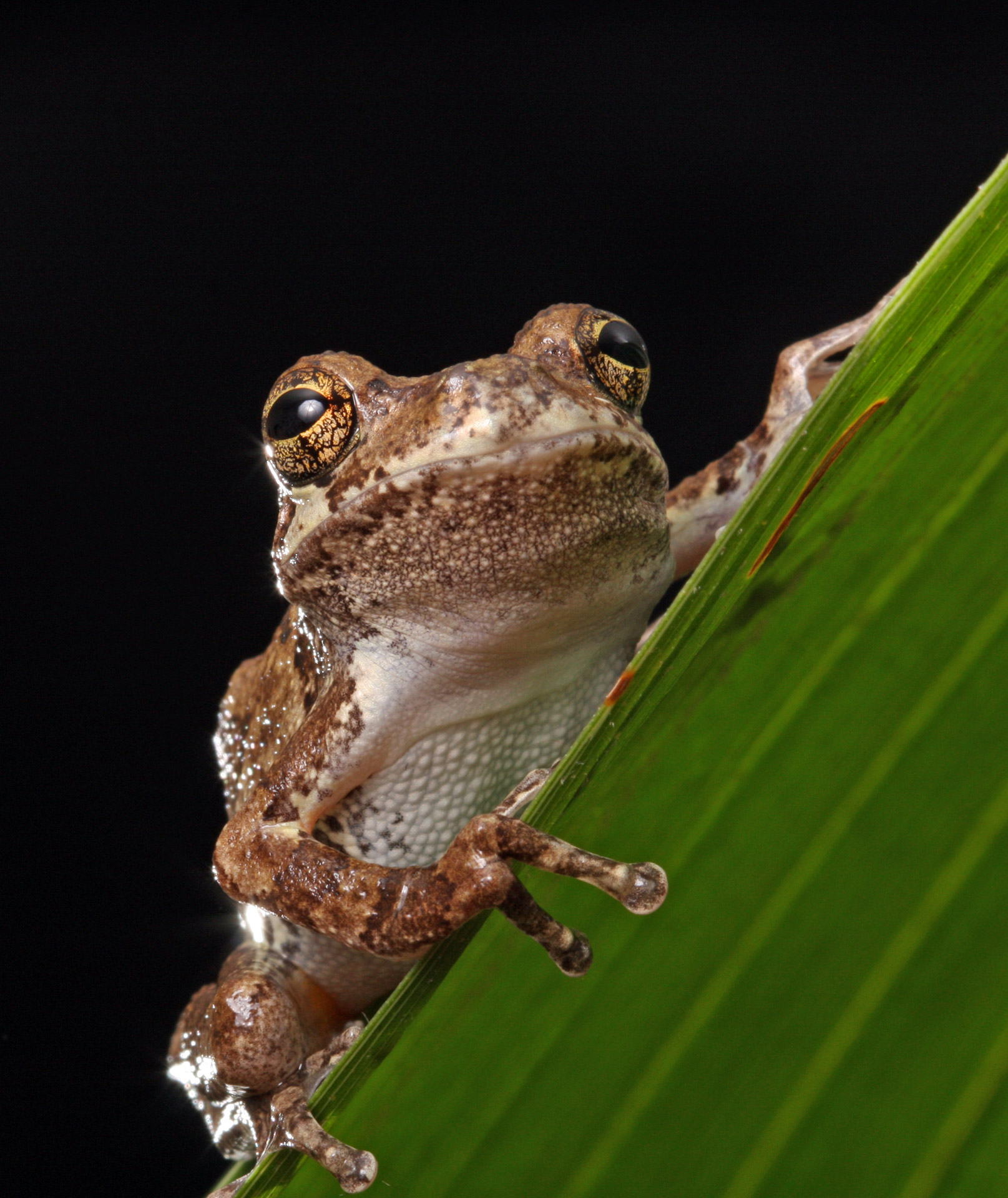 Close-up macro portrait of a gray tree frog