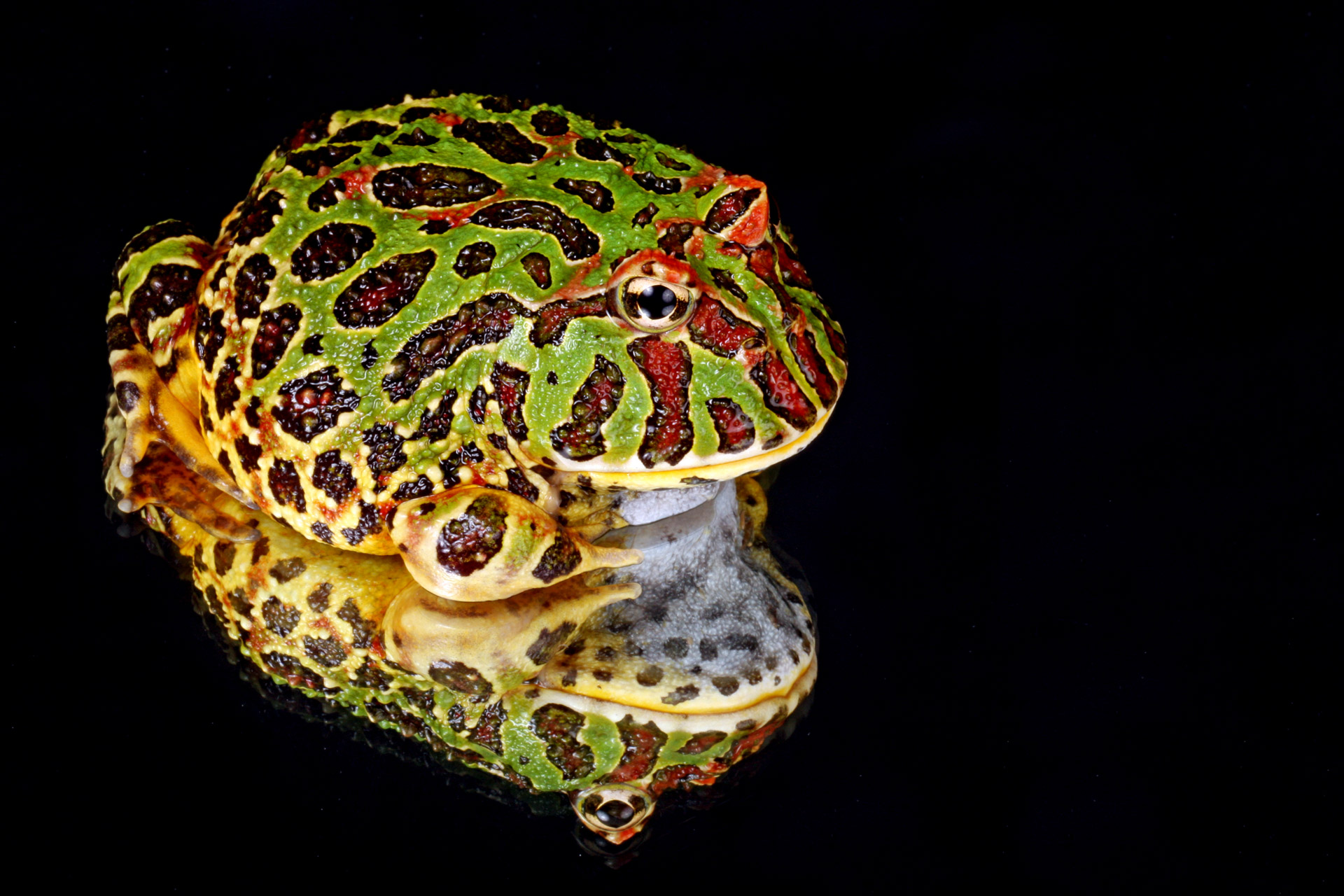Close-up macro of a ornate horned frog reflected