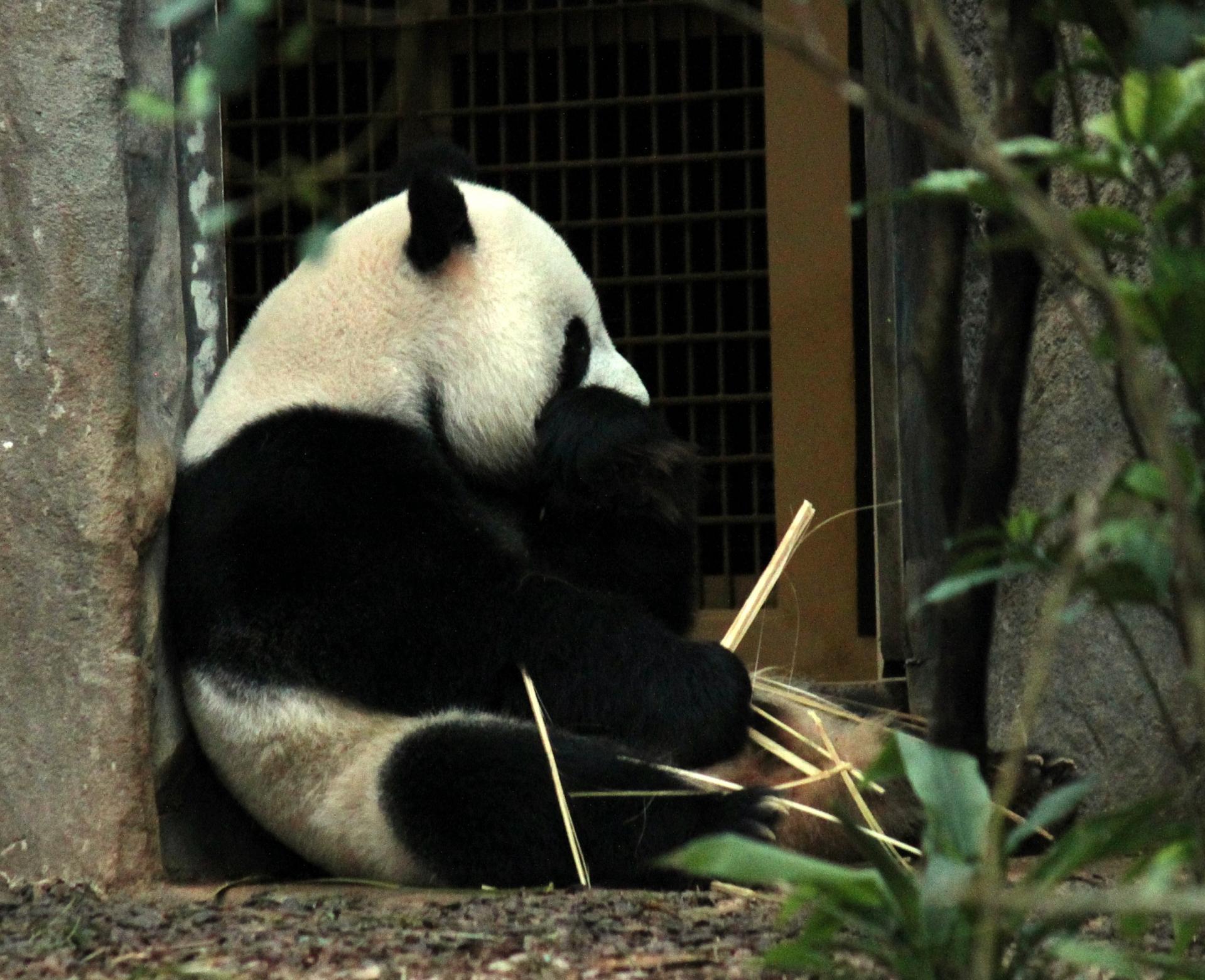 Giant Panda Sitting And Eating