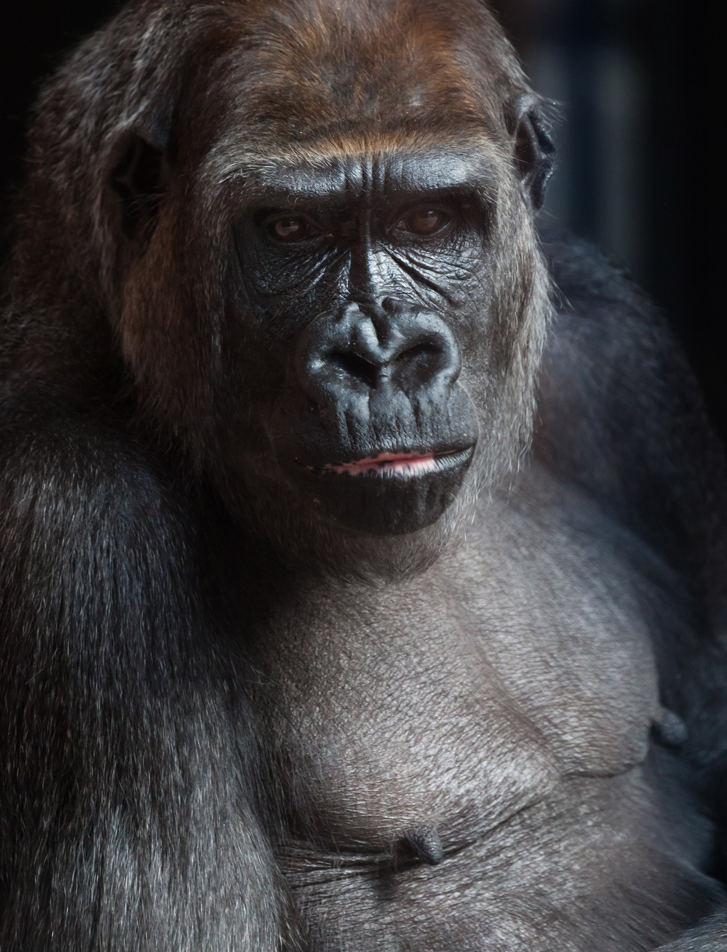 portrait of a gorilla on dark background