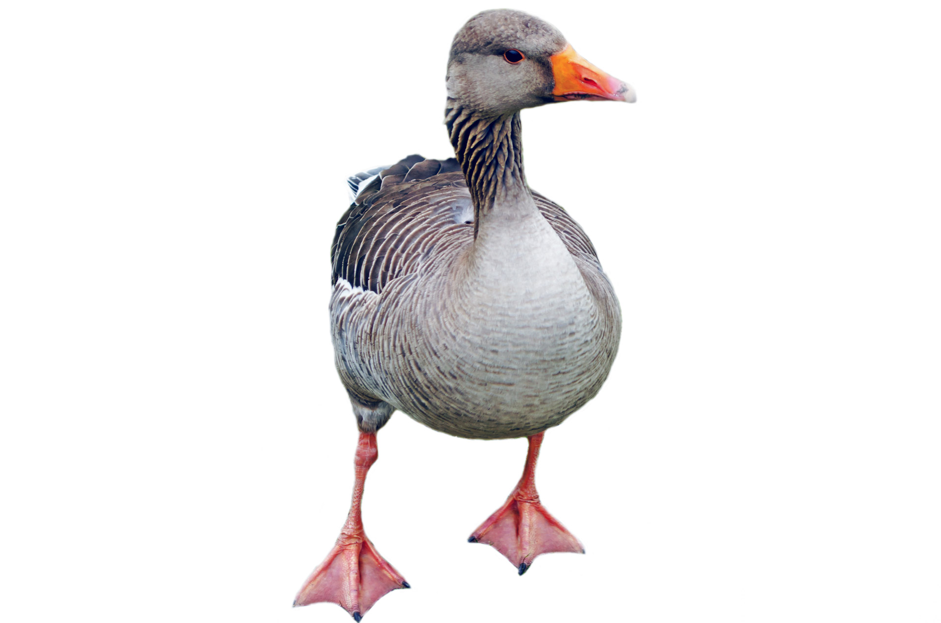 Greylag Goose - Anser anser On The White Background