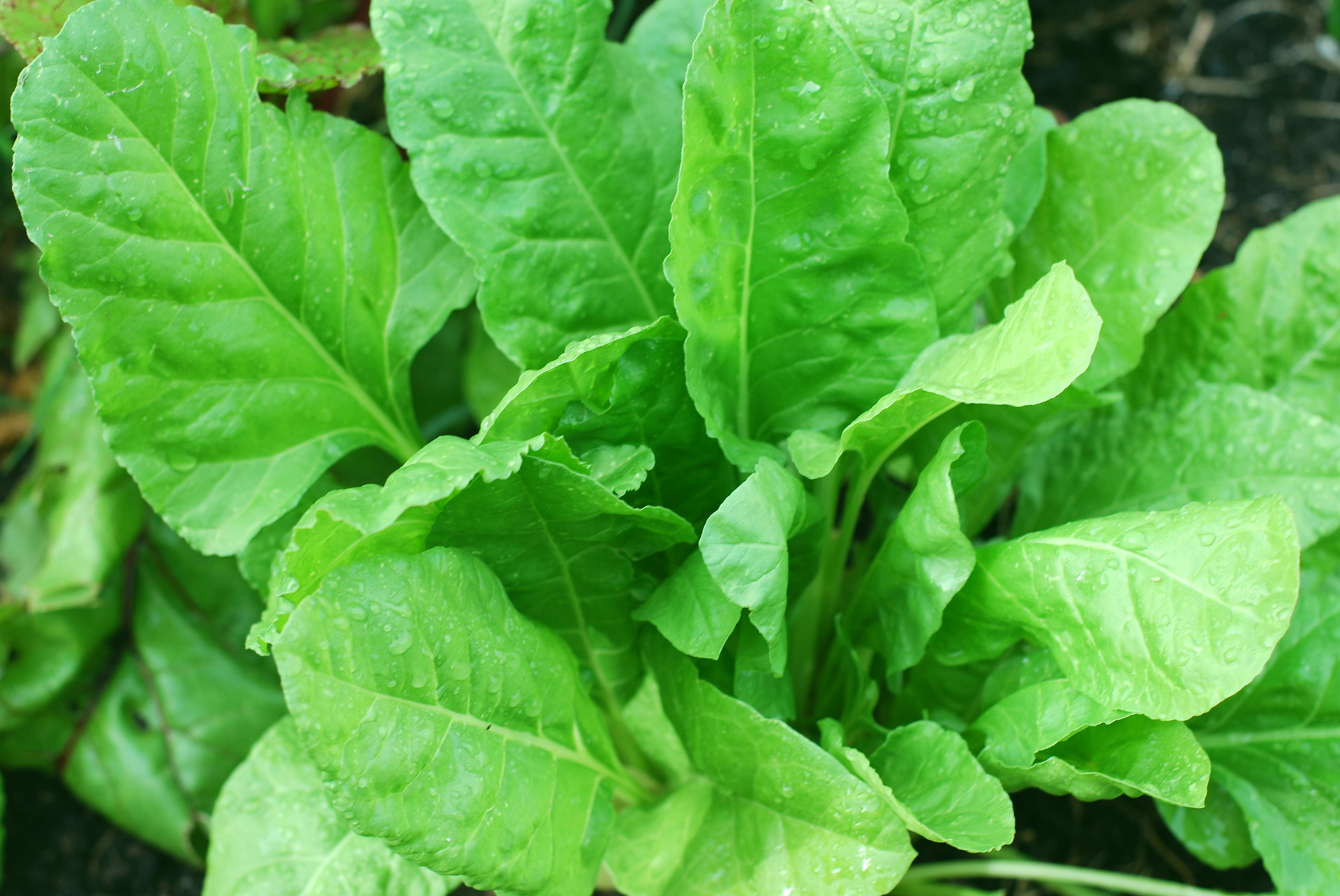 Organically grown spinach