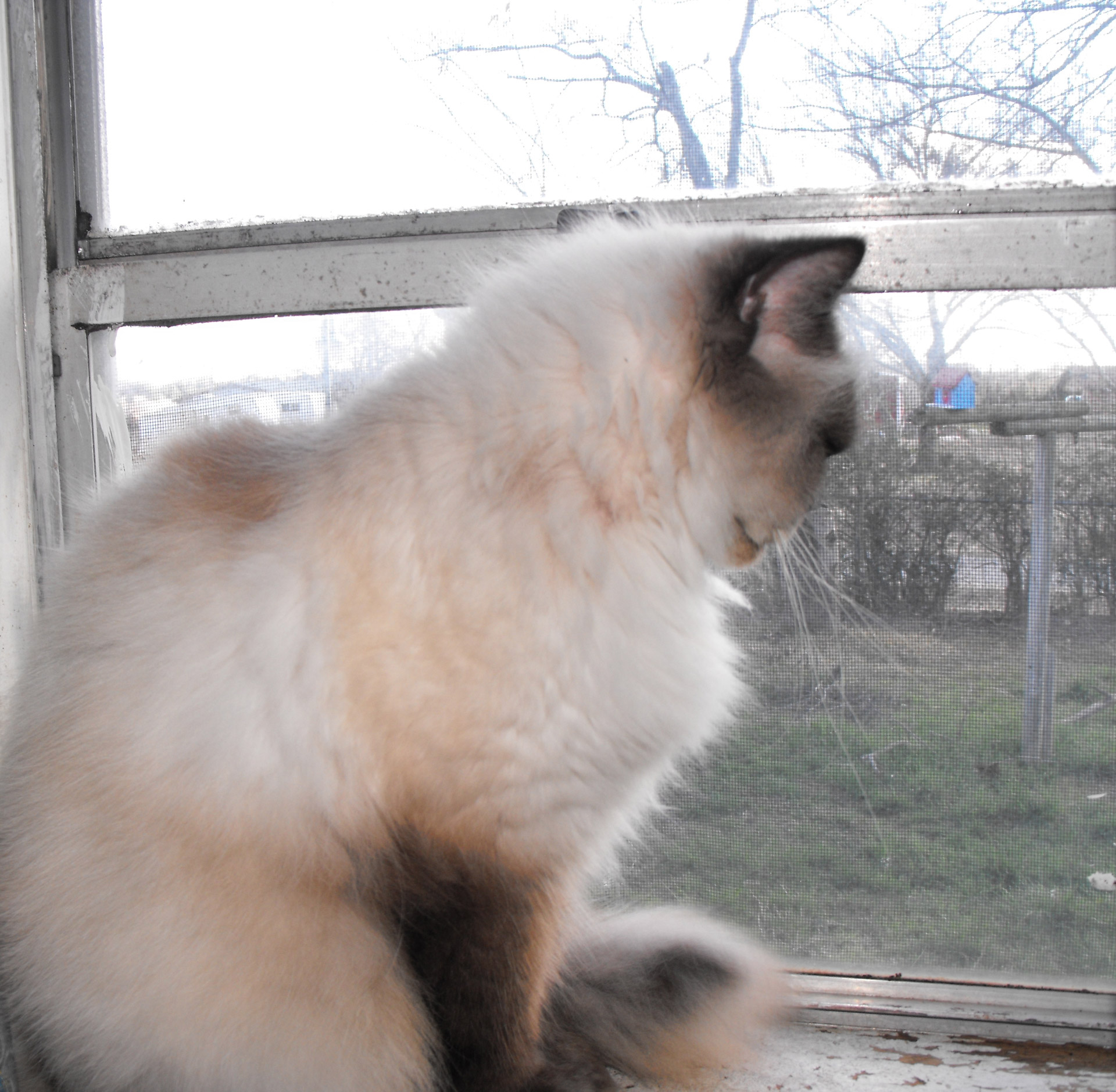 A purebred Himalayan looking out the window.