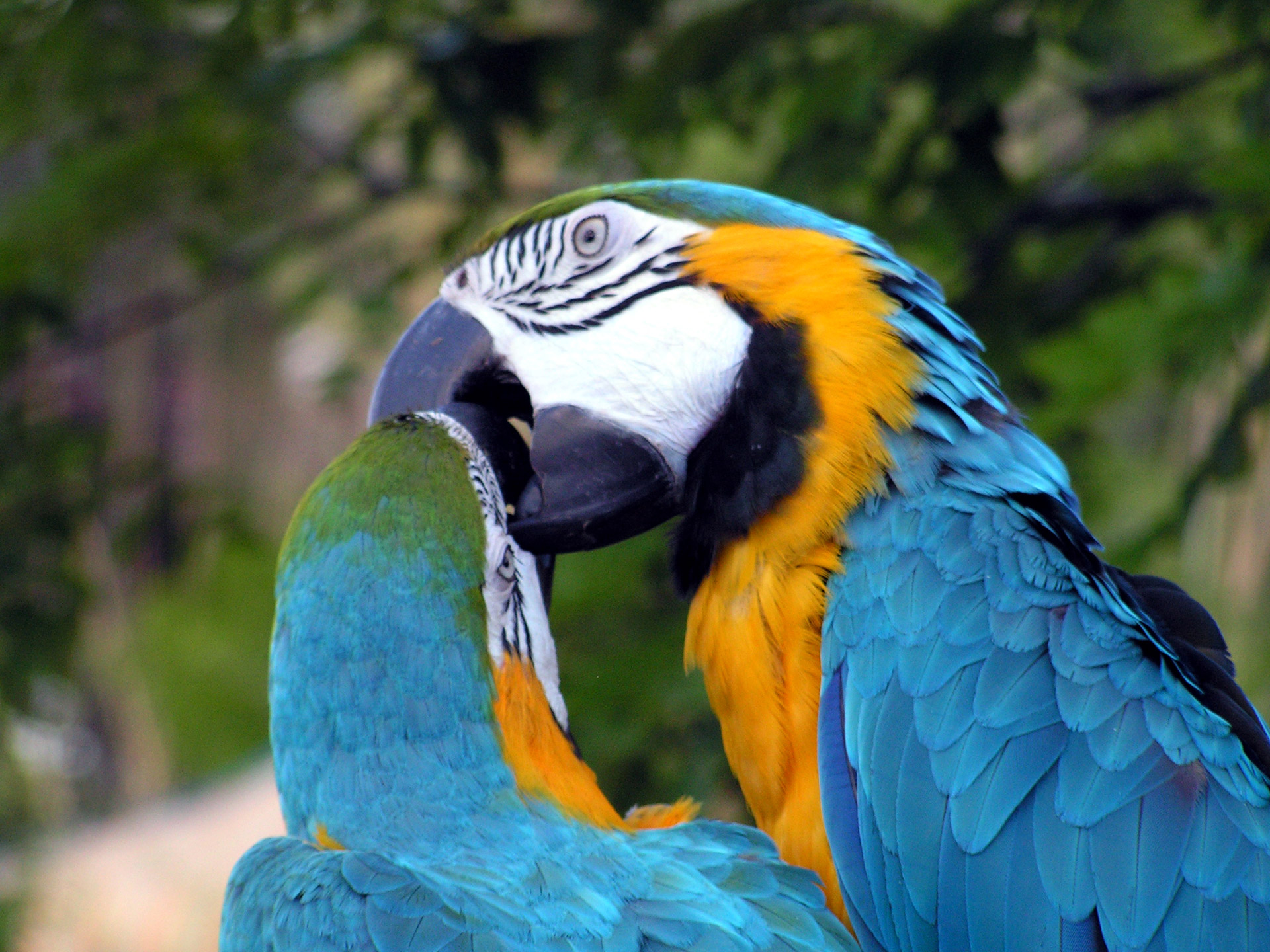 Kissing Parrots