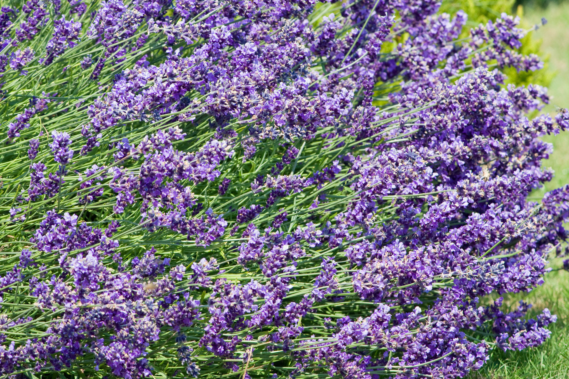 lavender living room newsletter