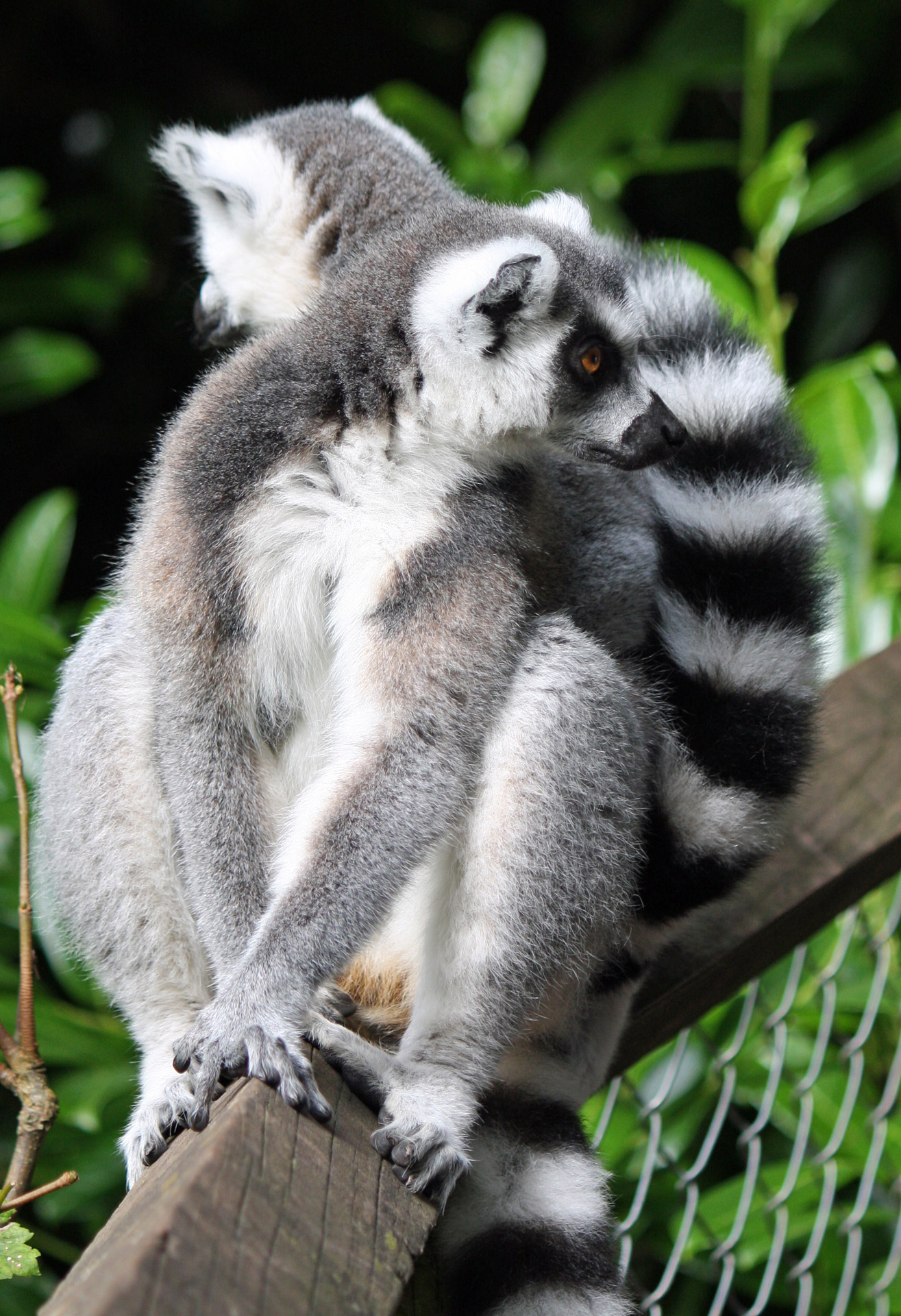 Close-up portrait of a cute ring-tailed lemur