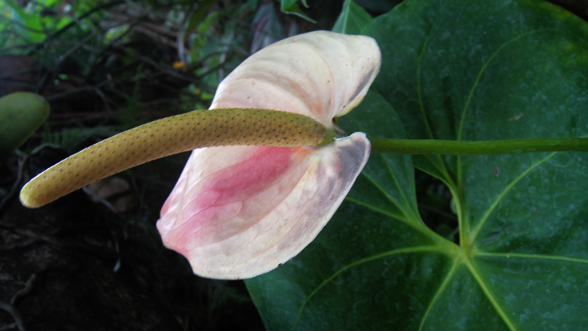 light pink calla lily