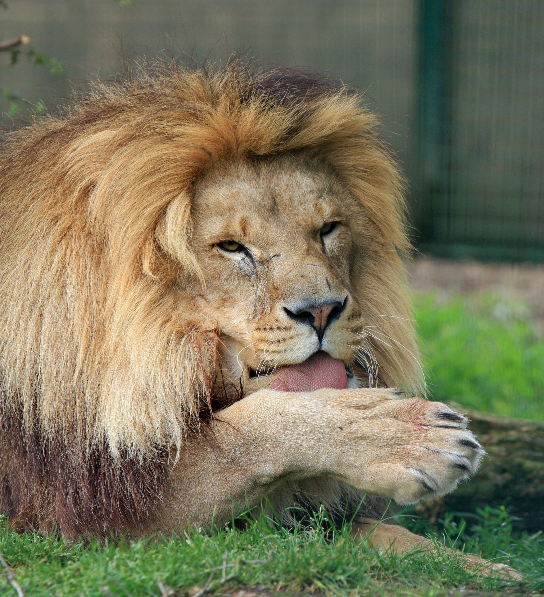 Lion Licking Paw